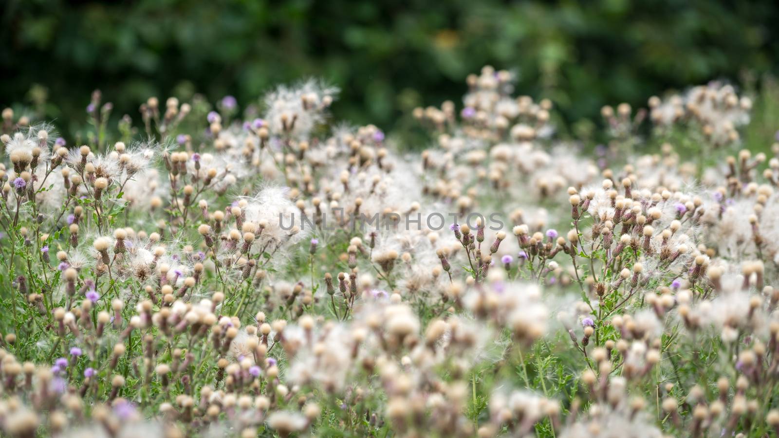Masses of seeds being produced by Melancholy Thistles (Cirsium heterophyllum)