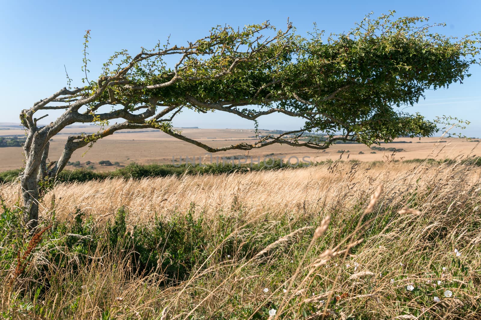 Tree bent over due to prolonged force of the wind near Beachy Head in East Sussex