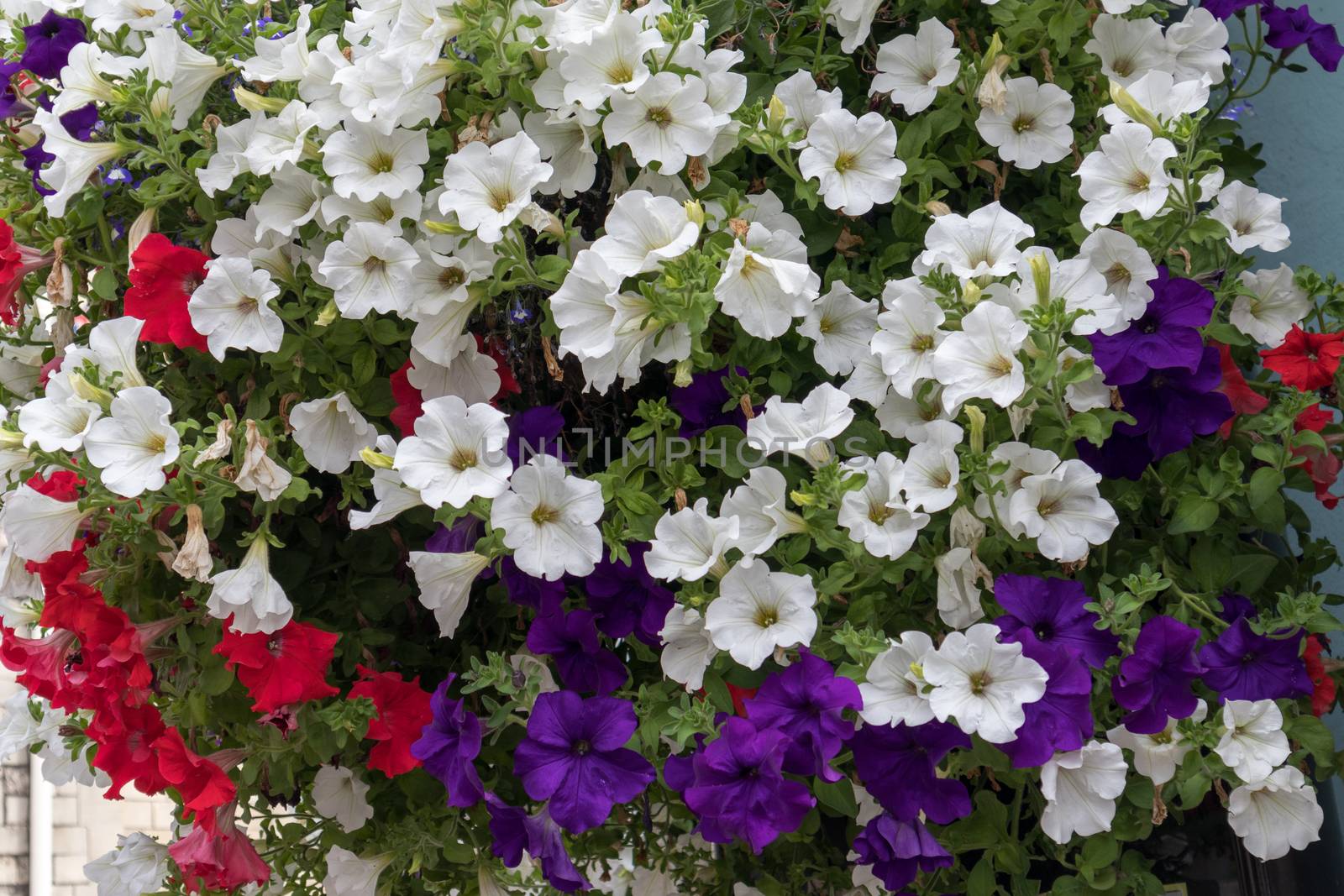 Hanging baskets laden with flowers in Windsor by phil_bird