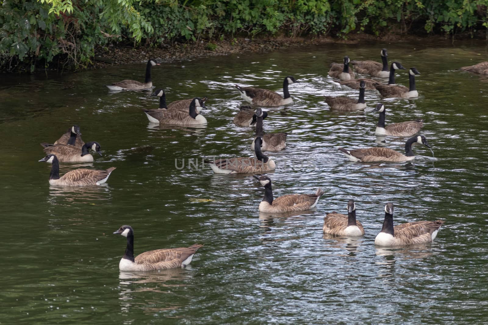 Flock of Canada Geese swimming along the River Thames at Windsor by phil_bird