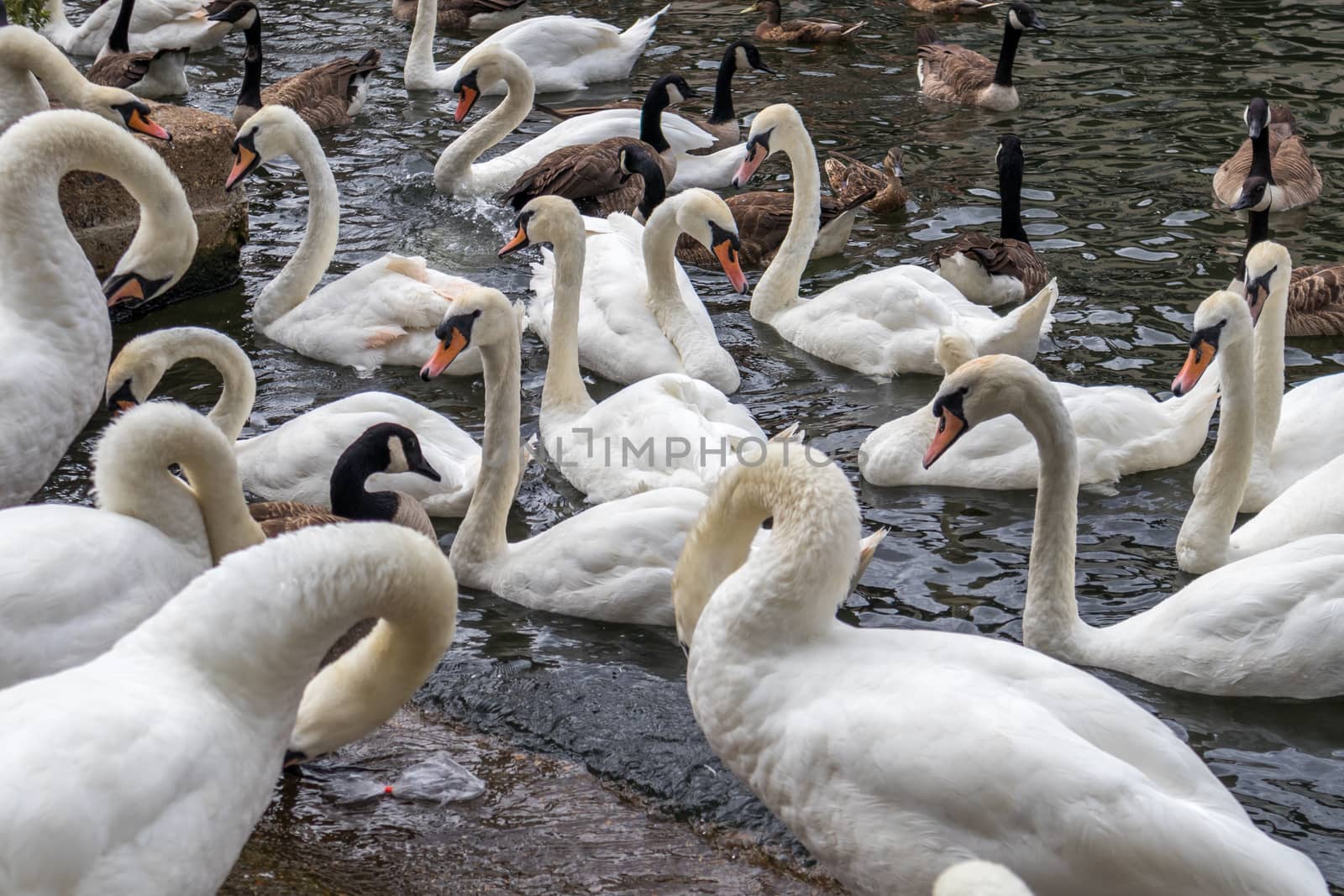 Swans and Canada Geese sharing the River Thames at Windsor by phil_bird