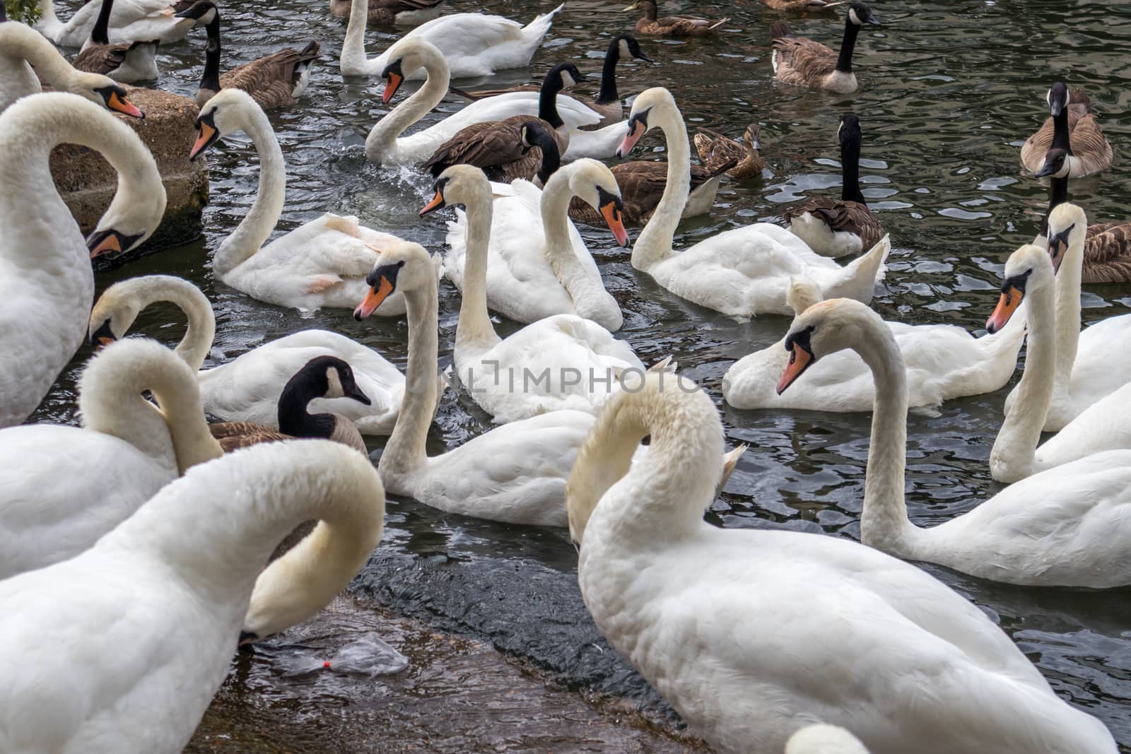 Swans and Canada Geese sharing the River Thames at Windsor