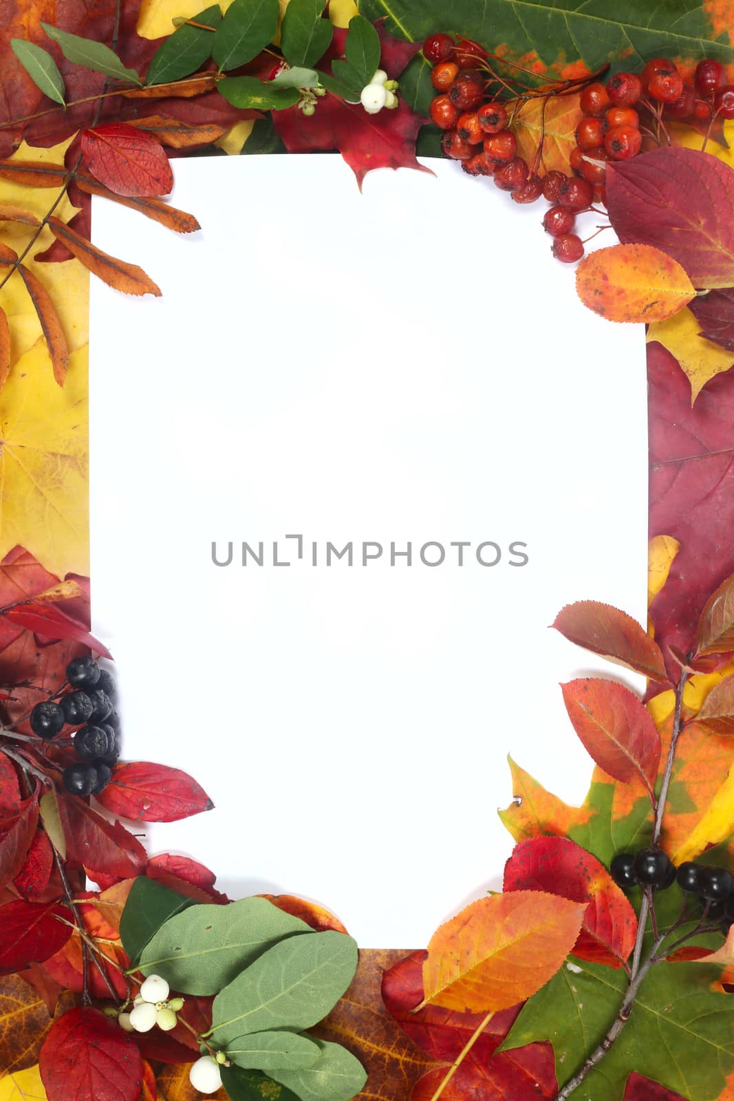 Frame of colorful autumn leaves isolated on white background