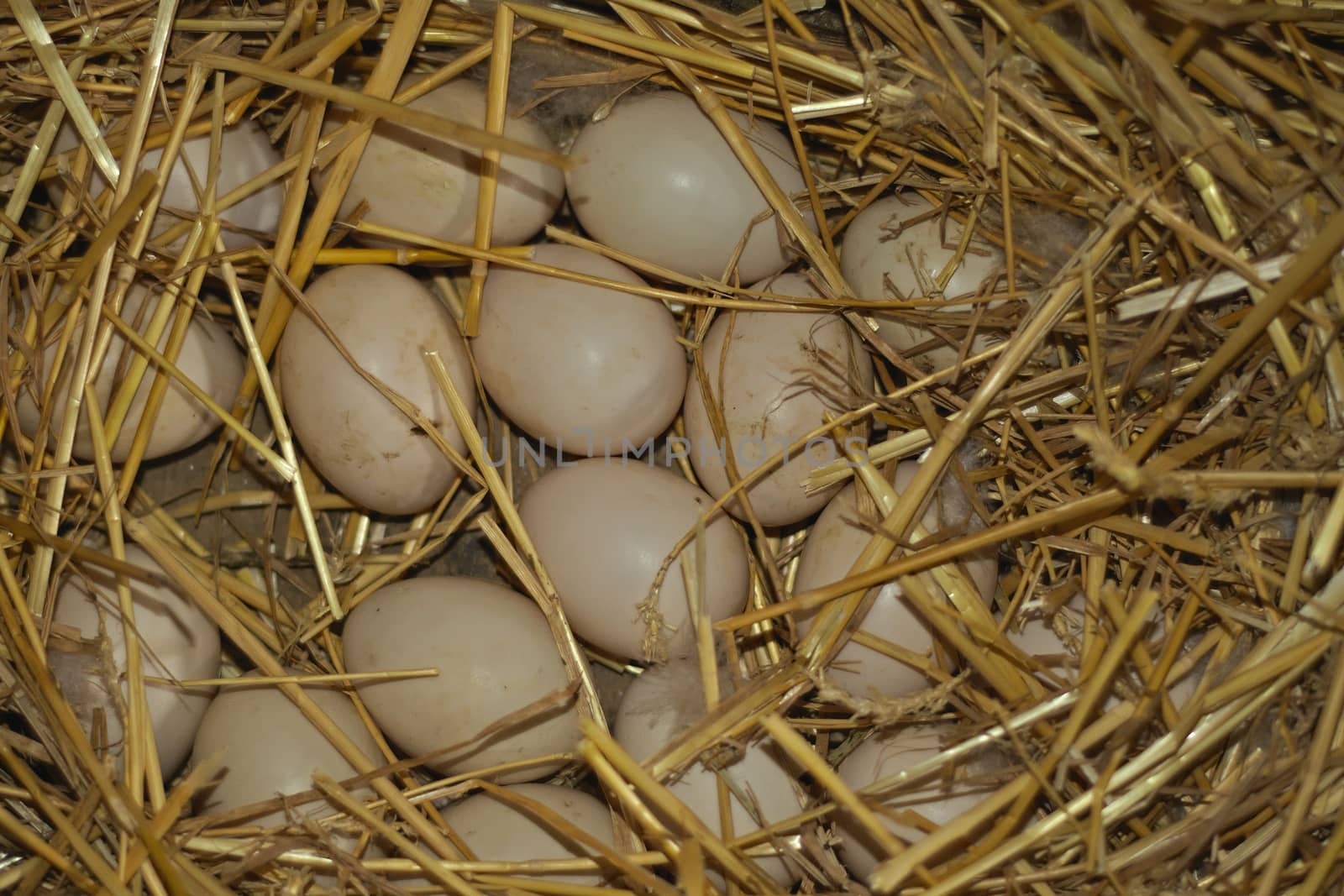 Bunch of duck eggs in nest surrounded with hay by sheriffkule