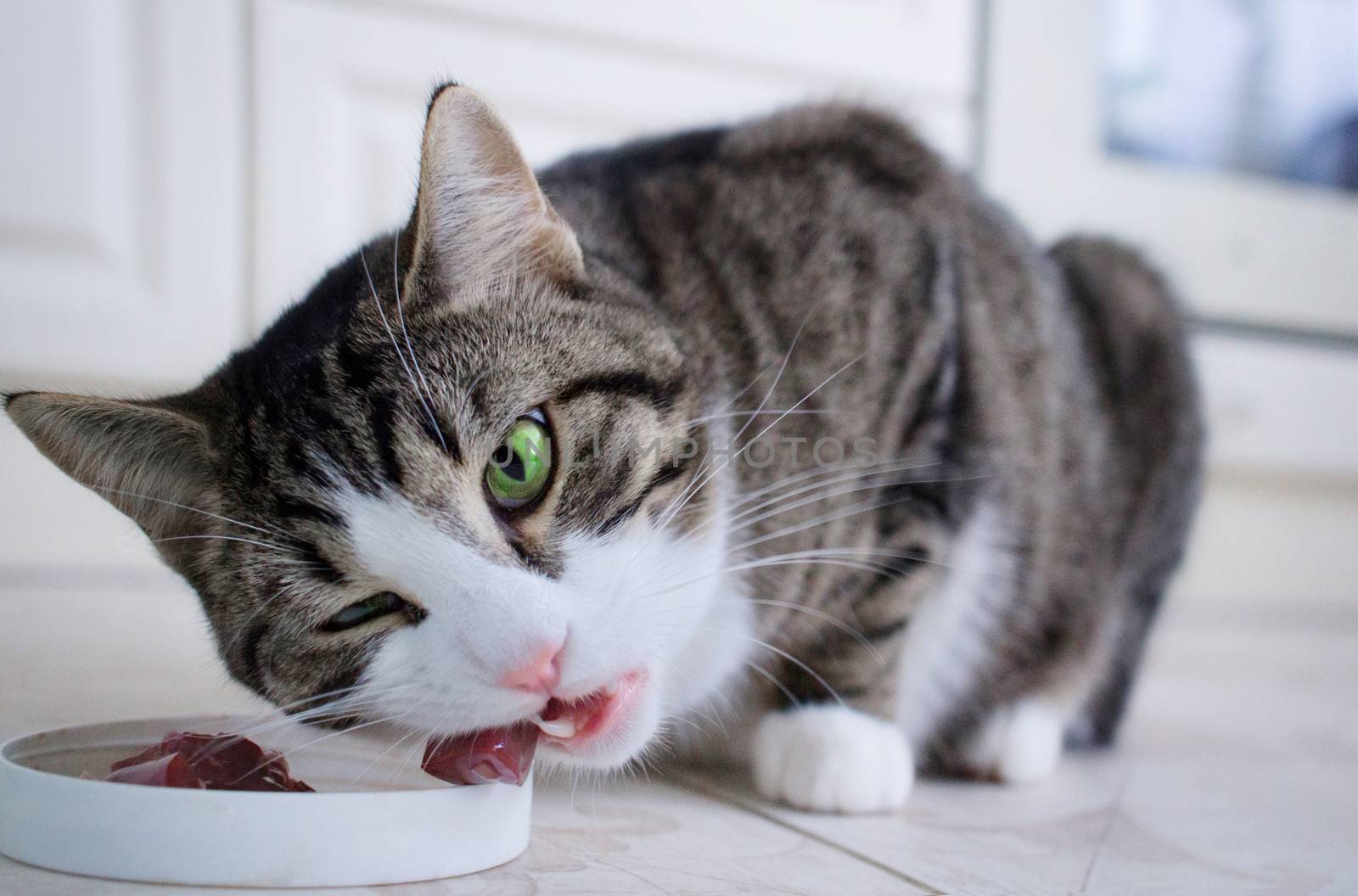 Domestic pet cat with multicolored blue and green eyes eats meat meal from feeding bowl