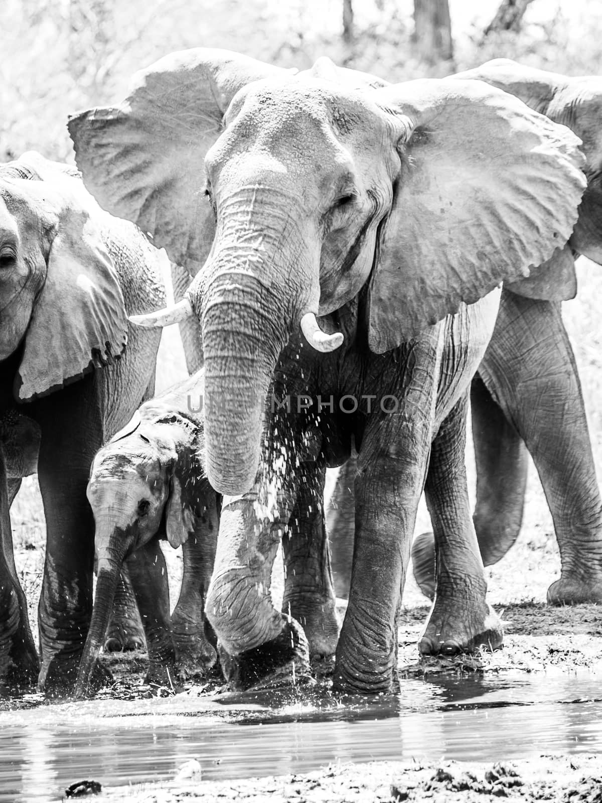 Herd of thirsty african elephants drinking water at waterhole. Moremi Game Reserve, Okavango Region, Botswana by pyty