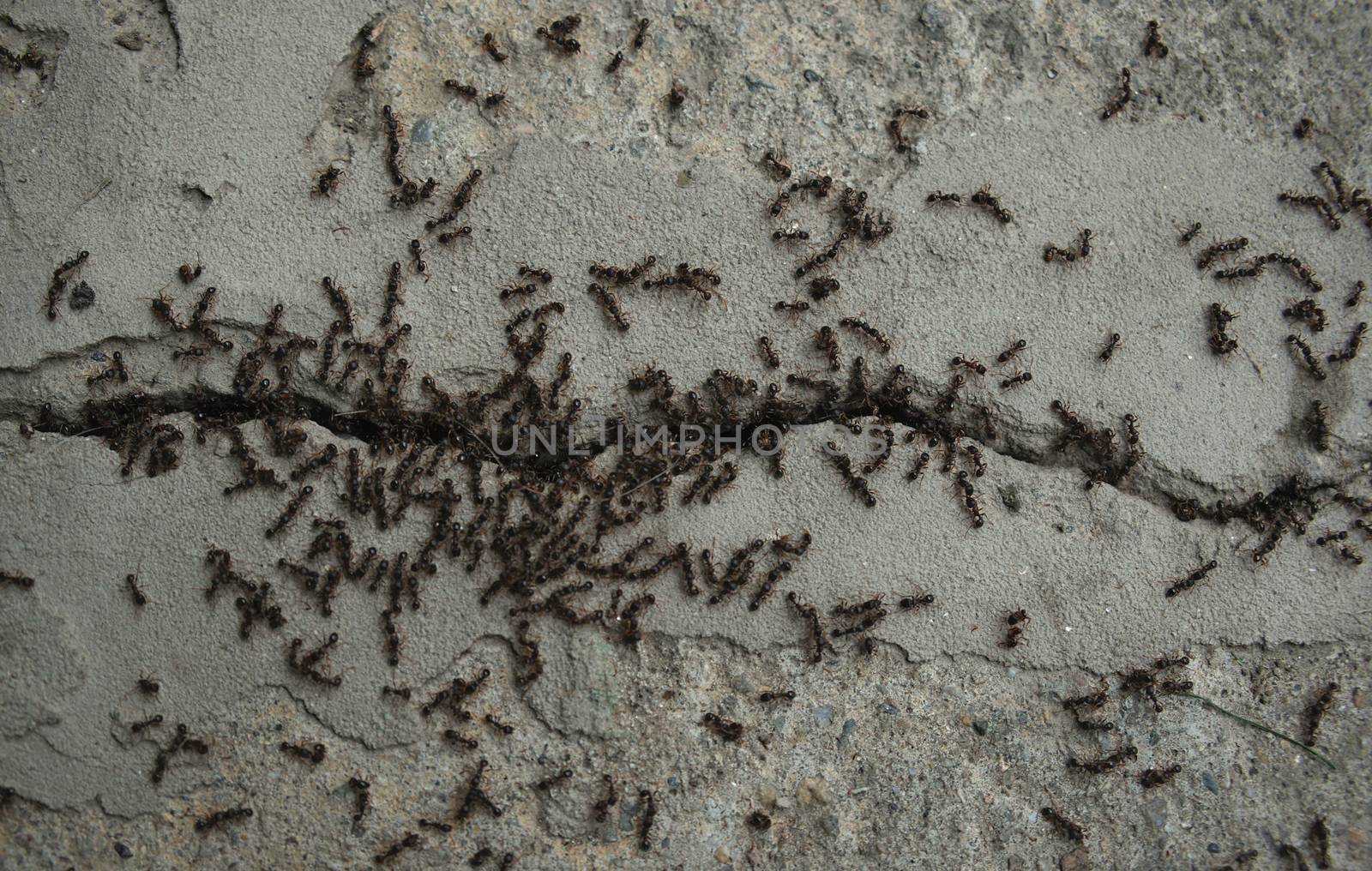 Bunch of ants fighting on concrete floor