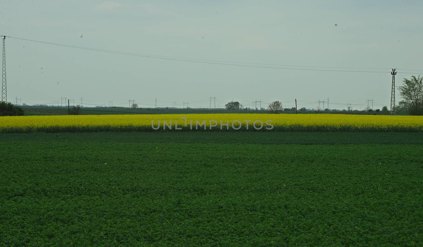 Agricultural fields with soy and canola on a cloudy day by sheriffkule