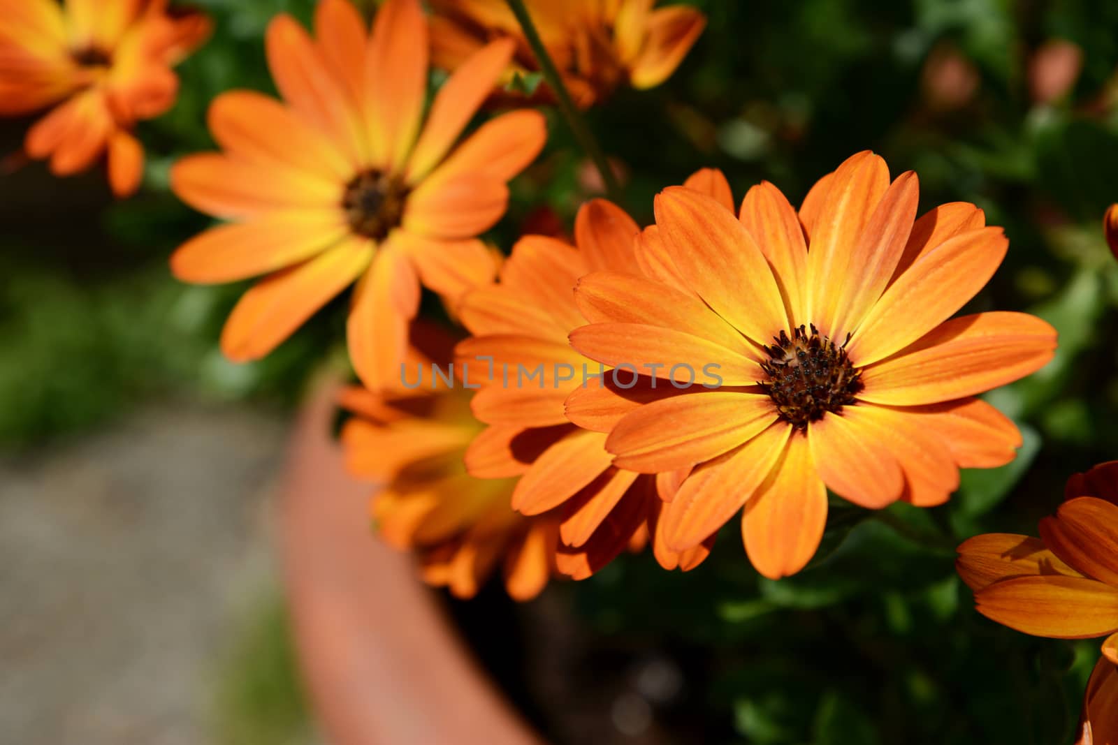 Orange African daisy flowers bloom in a terracotta flower pot