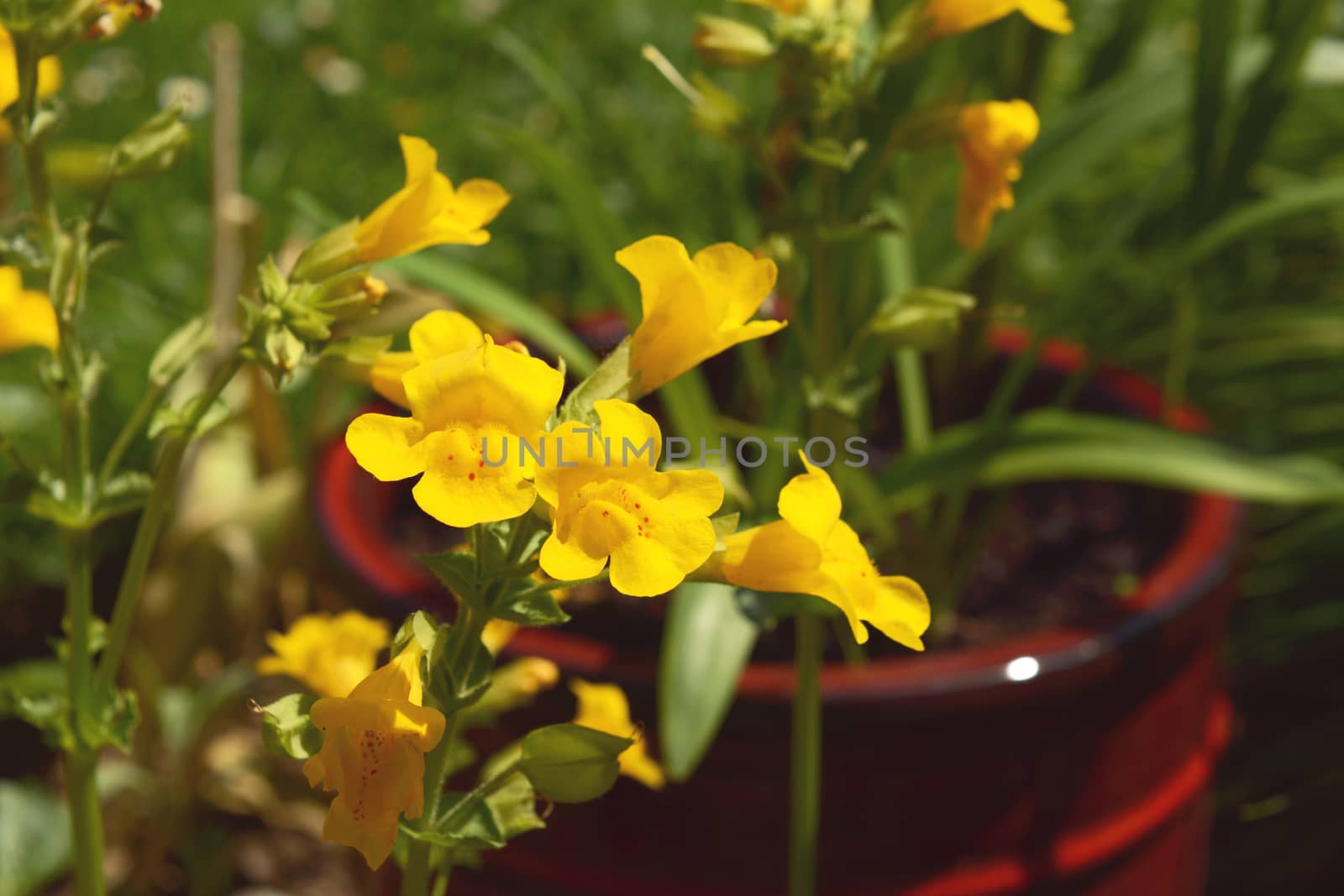 Yellow mimulus monkey flowers with red spots growing in a burgundy flower pot