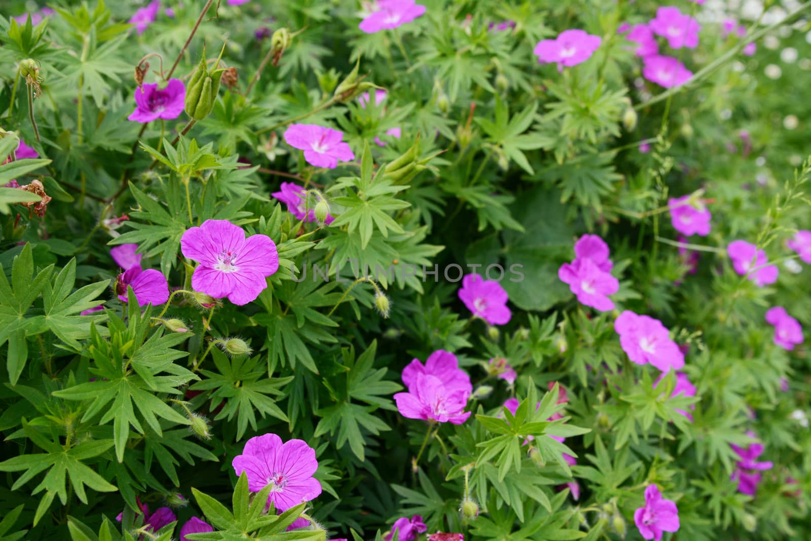 Purple bloody geranium - bloody crane's-bill - flowers among lush green leaves