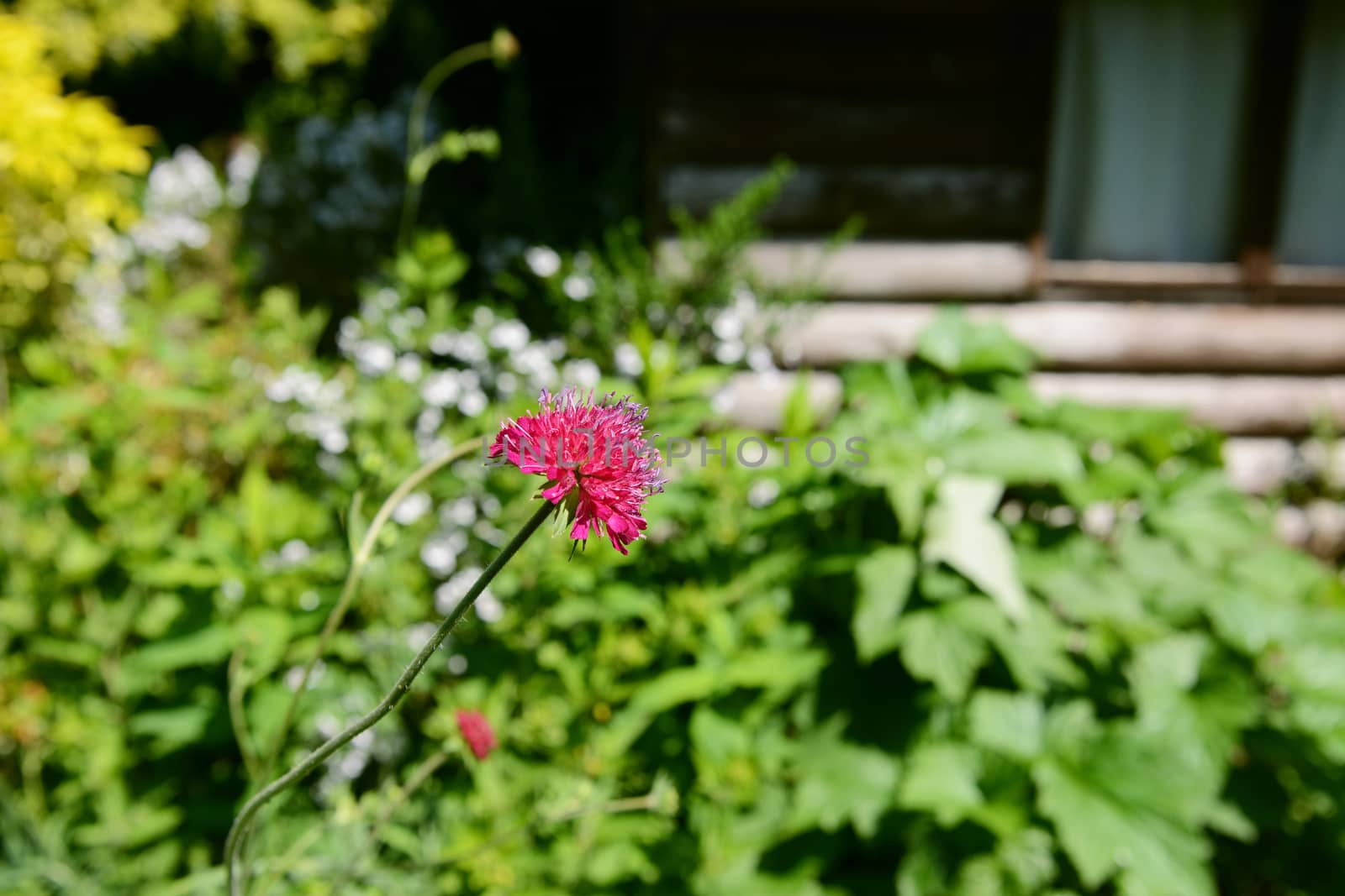 Pink knautia flower in selective focus against verdant garden flower bed