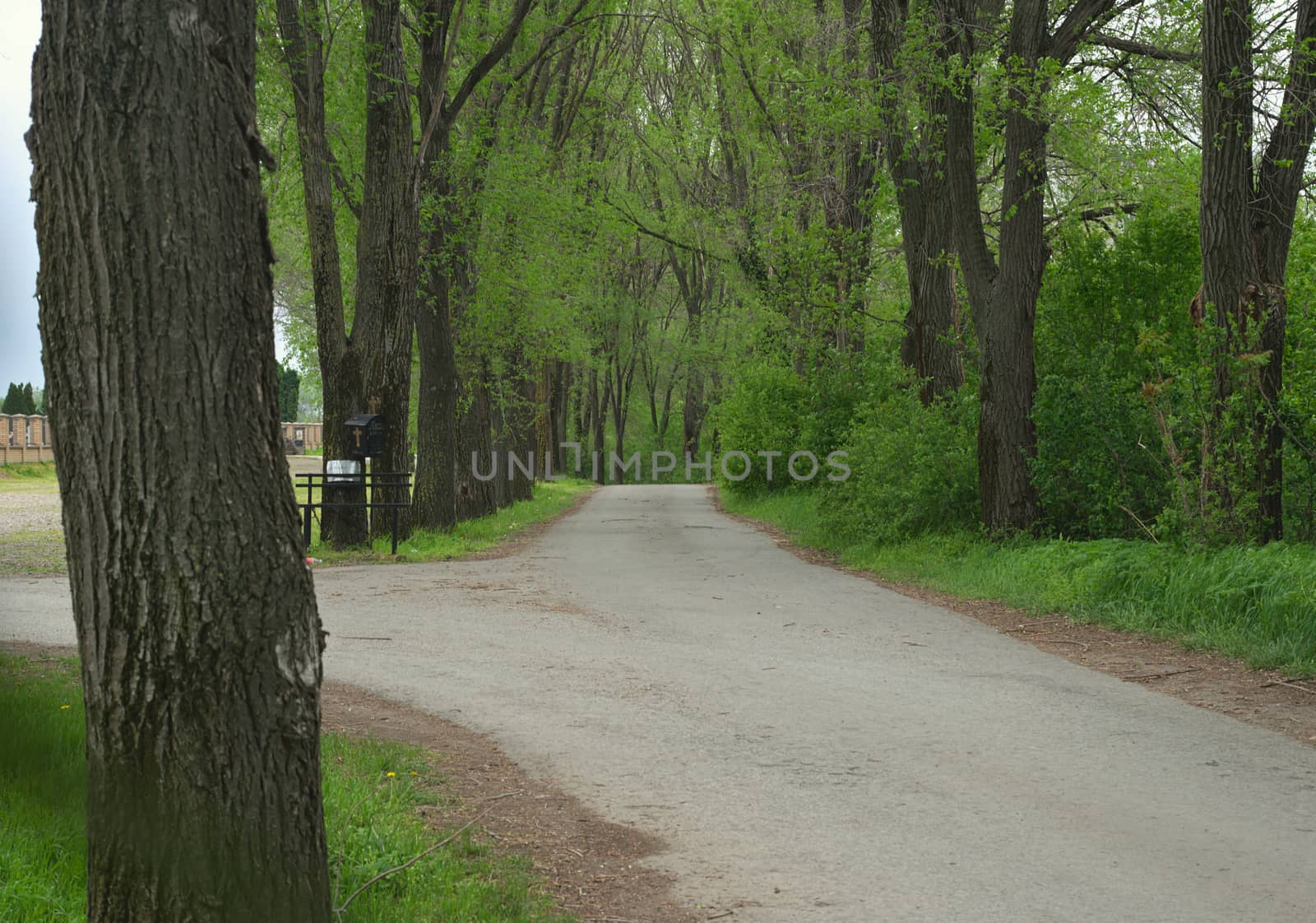 Countryside asphalt road surrounded with trees, springtime by sheriffkule