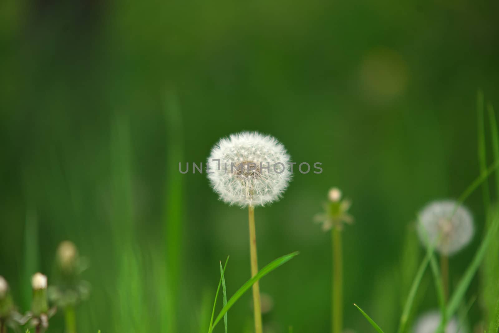 Dandelion Blowball flower on green grass background. Countryside Springtime nature.