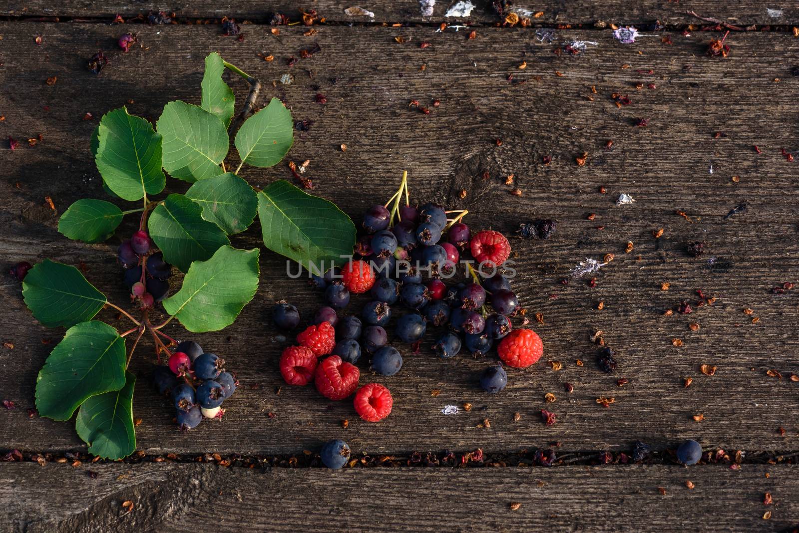 Fresh and ripe shadberry and raspberry with branch and leaves scattered on the weathered wooden table in garden