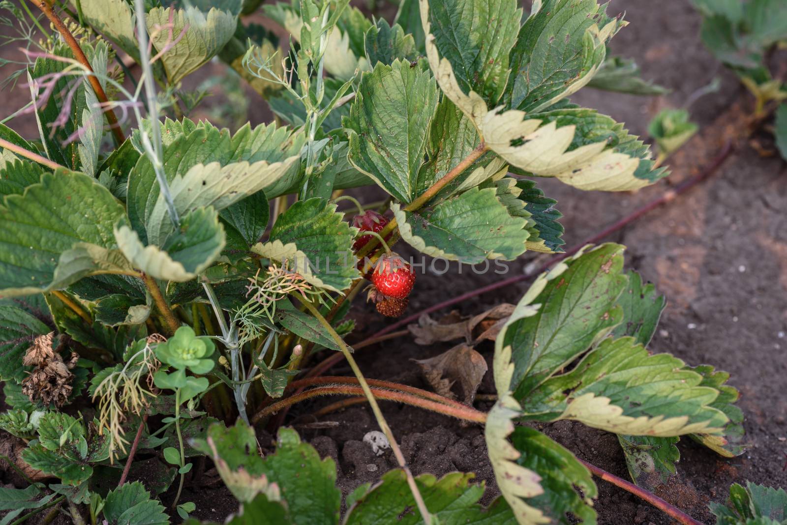 Ripe strawberries growing on a plant close up