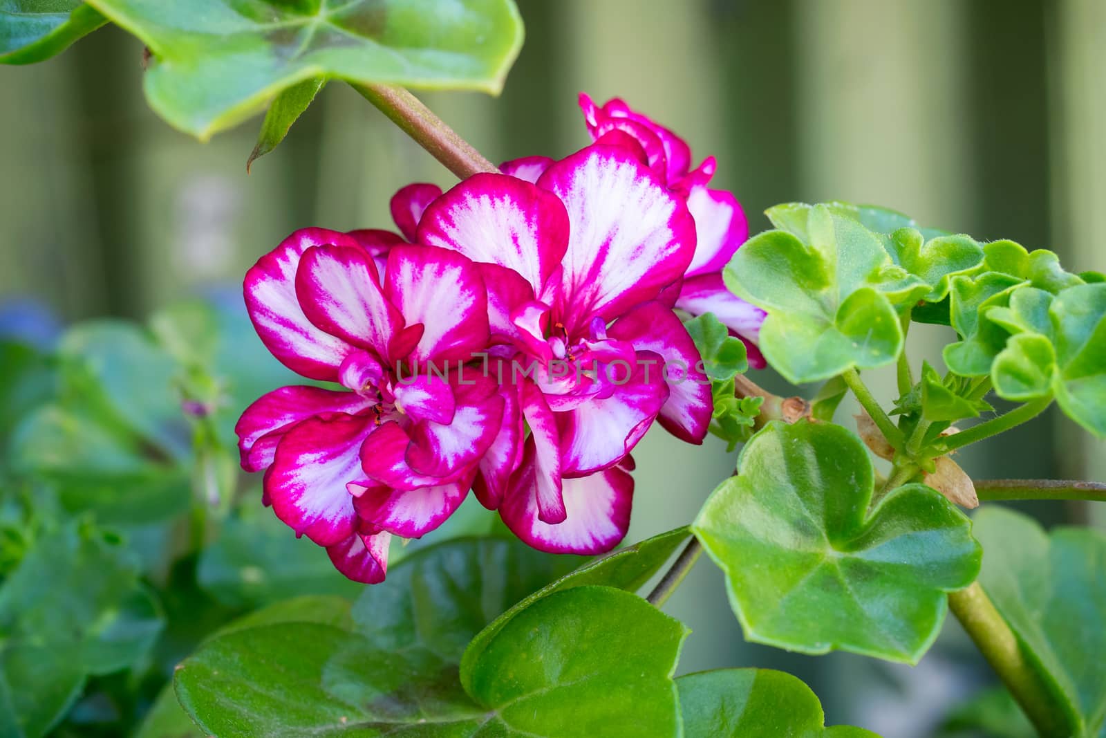 Royal pelargonium flowers - Pelargonium grandiflorum. Geranium flowers in bloom.