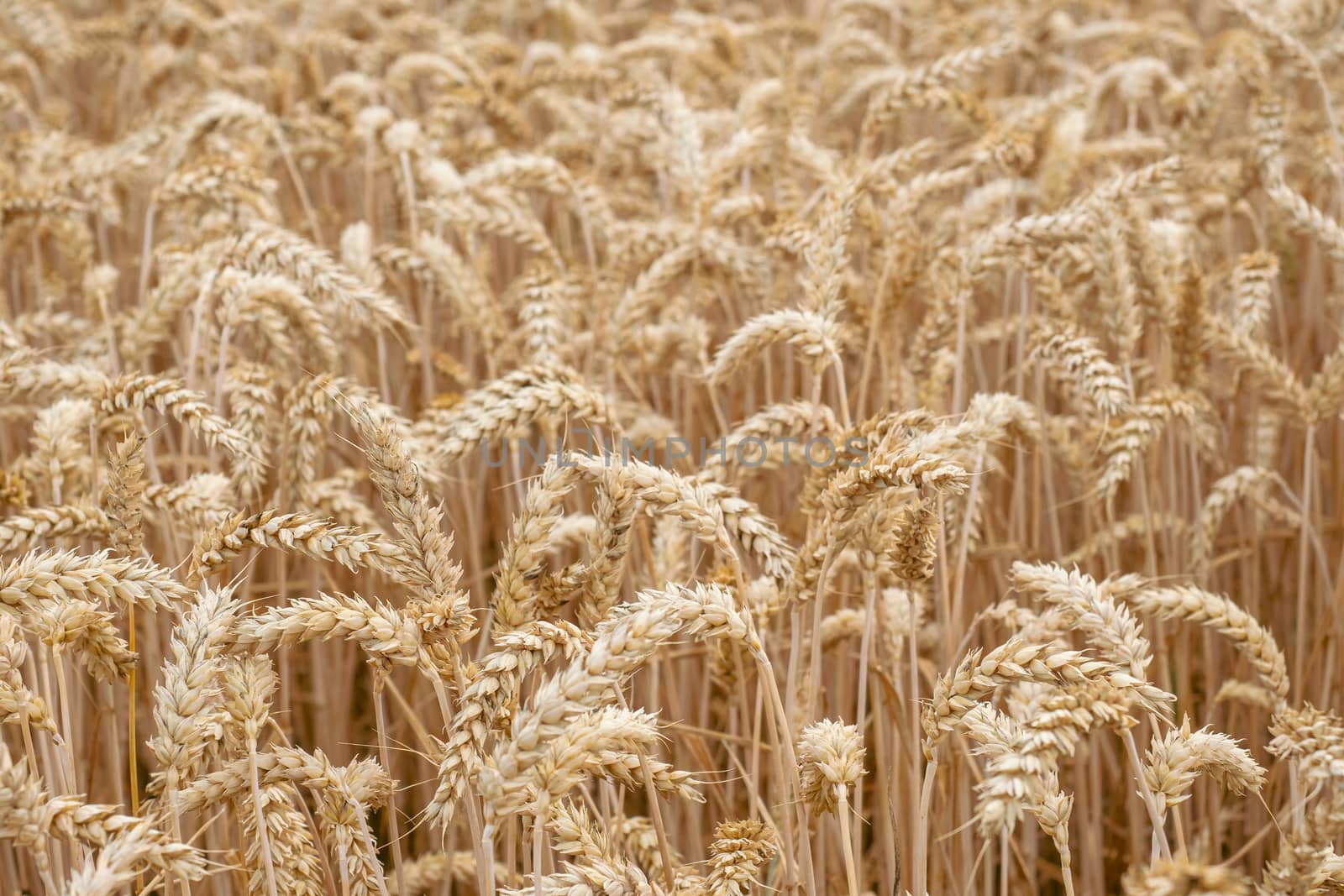 Wheat field. Golden ears of wheat on the field. Background of ri by xtrekx