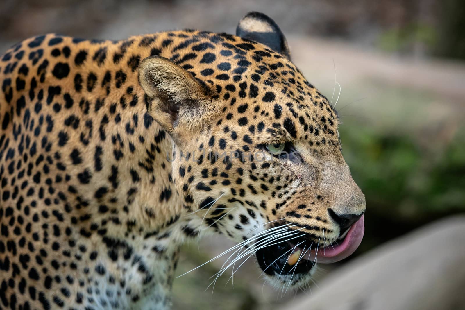 Ceylon leopard, Panthera pardus kotiya, Big spotted cat  by xtrekx