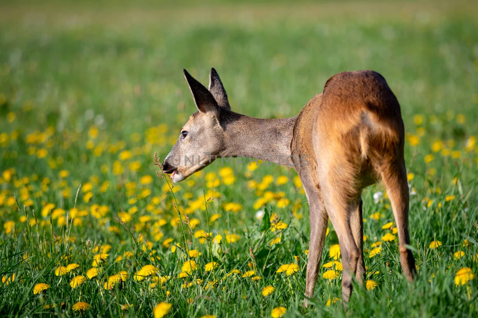 Roe deer in grass, Capreolus capreolus. Wild roe deer in spring nature.