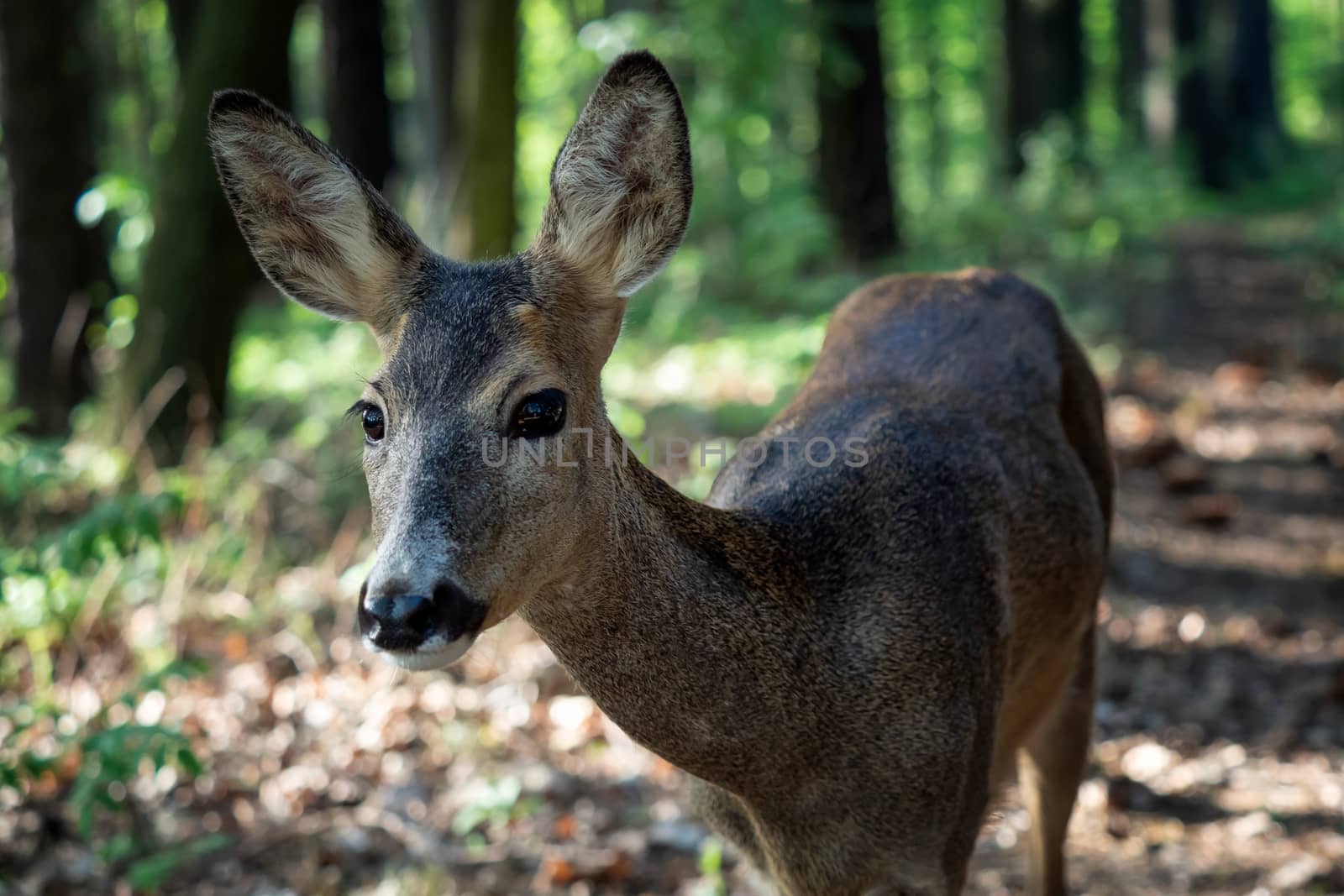 Roe deer in forest, Capreolus capreolus. Wild roe deer in nature by xtrekx