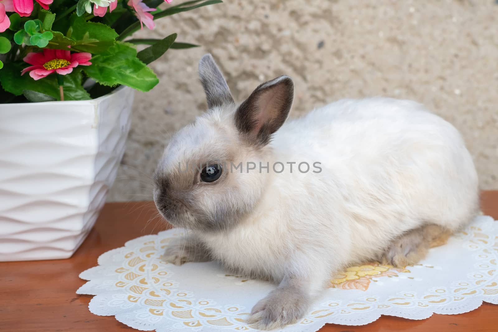 Easter bunny near spring wreath. Little dwarf rabbit sitting nea by xtrekx