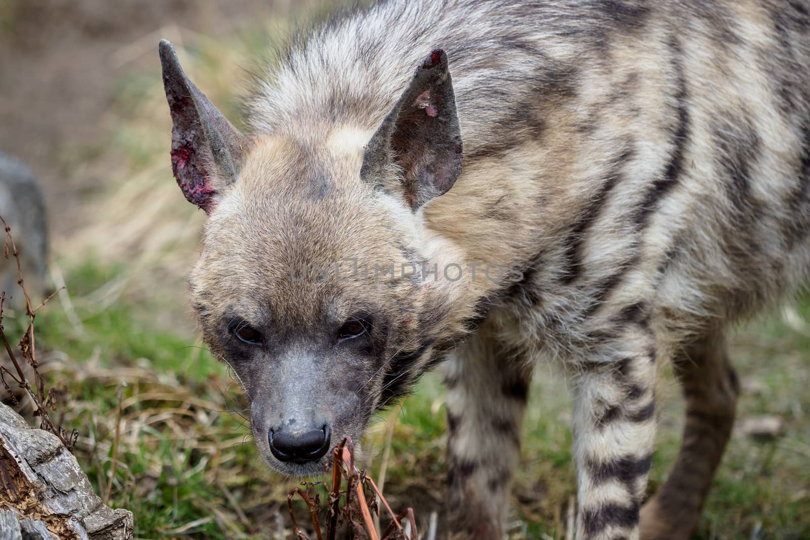 Striped hyena (Hyaena hyaena sultana) by xtrekx