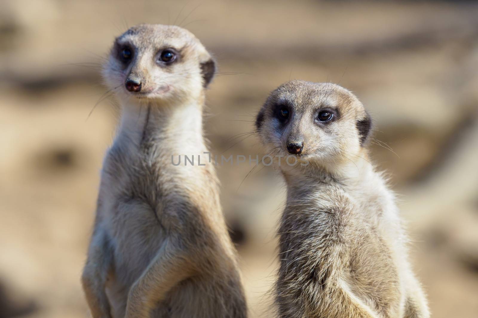 Suricata standing on a guard. Curious meerkat (Suricata suricatt by xtrekx