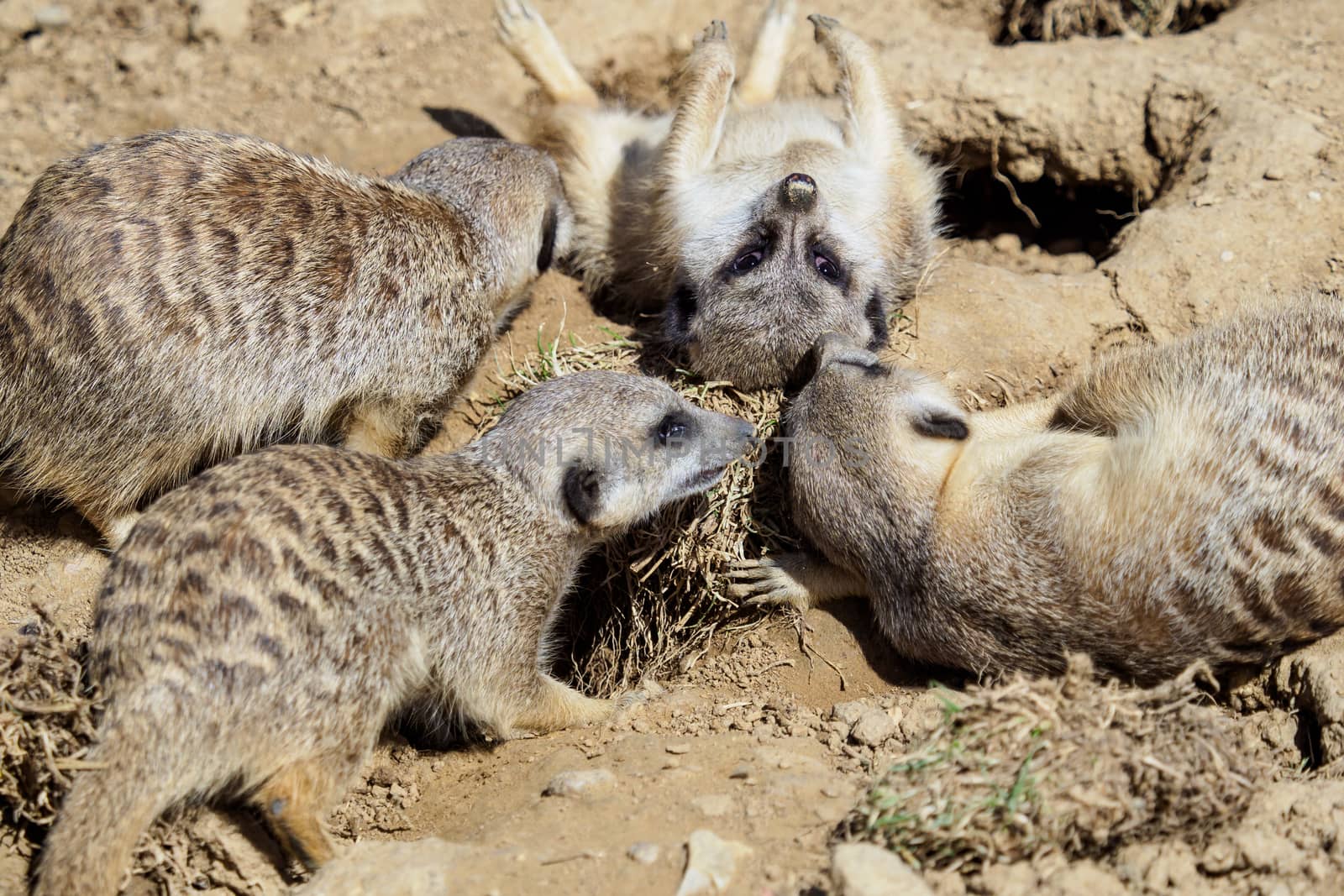 Suricate or meerkat (Suricata suricatta) family