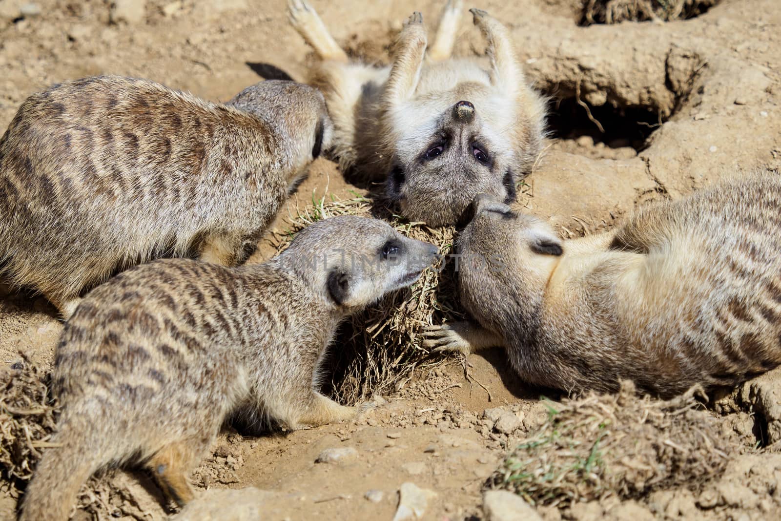 Suricate or meerkat (Suricata suricatta) family by xtrekx