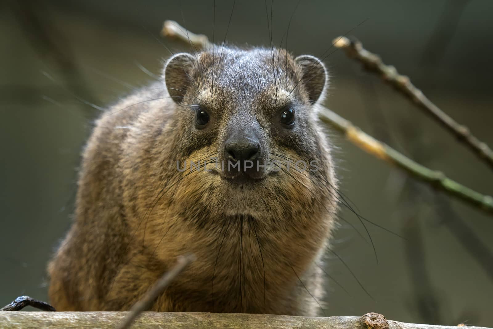 Portrait of rock hyrax (Procavia capensis)  by xtrekx