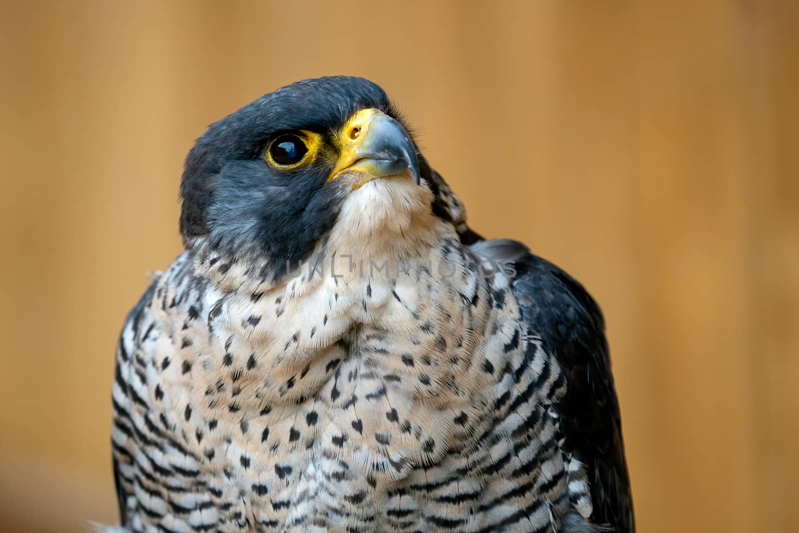 The peregrine falcon (Falco peregrinus) bird of prey portrait. by xtrekx