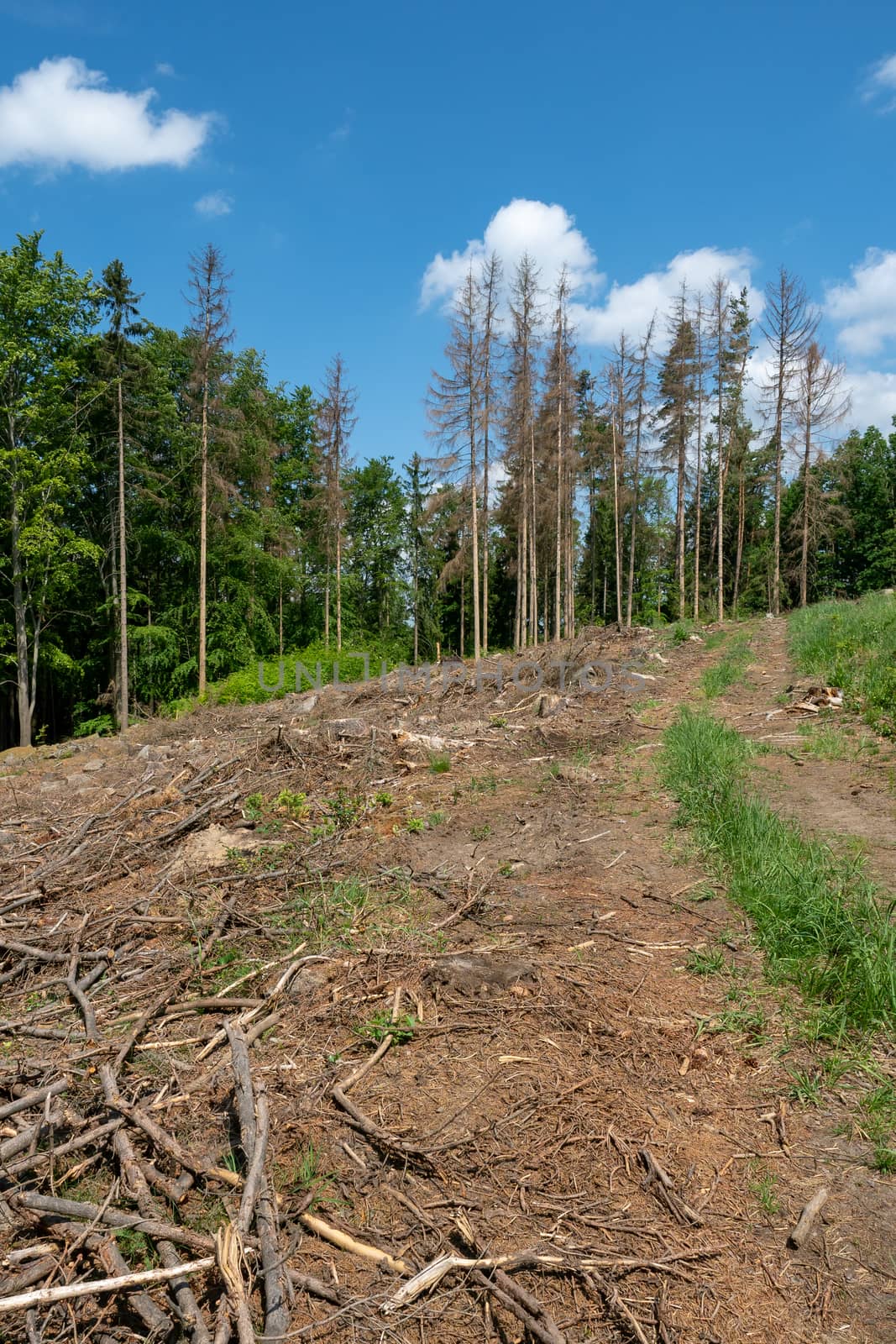 Road through dead trees. European spruce bark beetle attacked tr by xtrekx