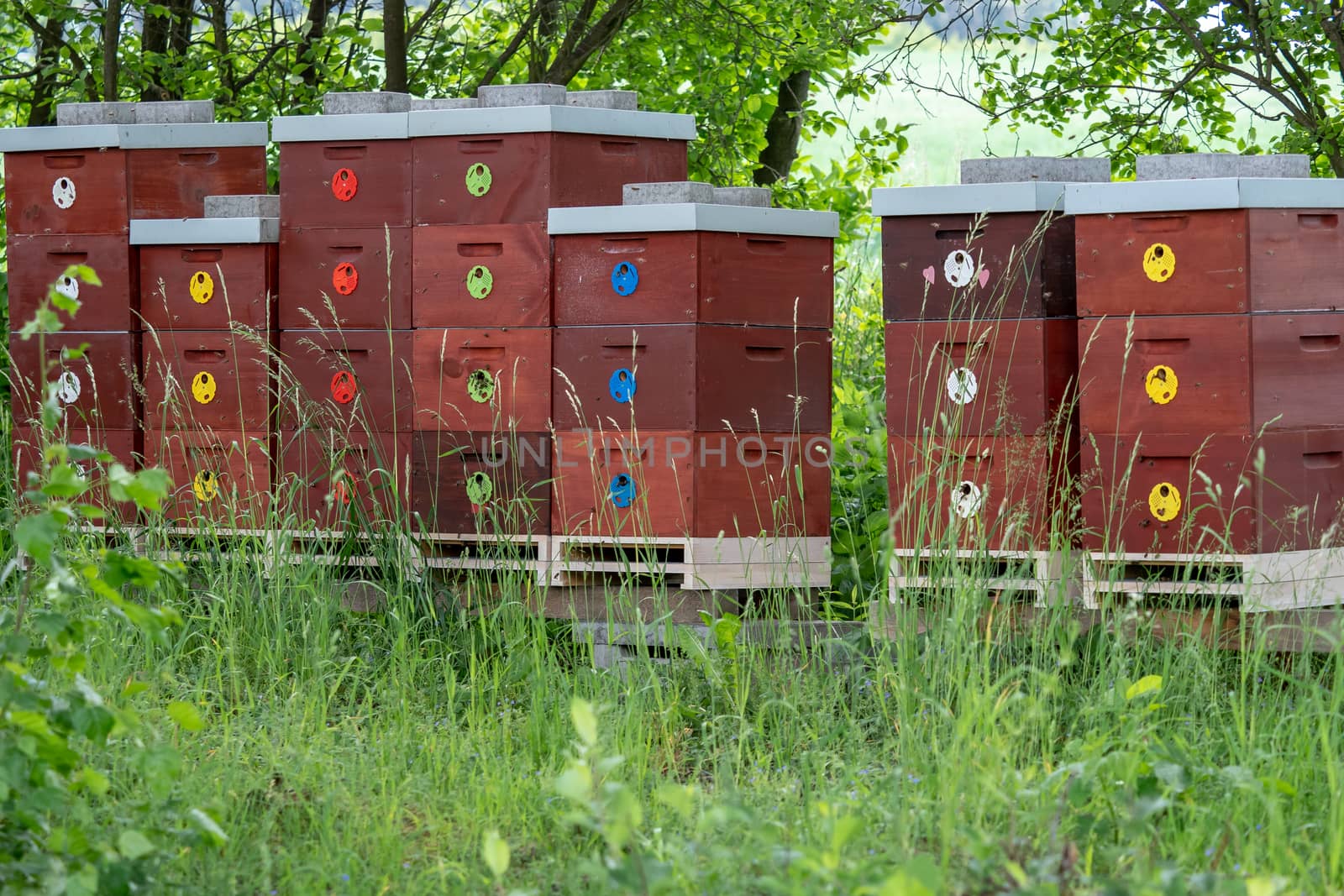 Wooden bee hives. Bee hives in nature. Beekeeping concept. by xtrekx