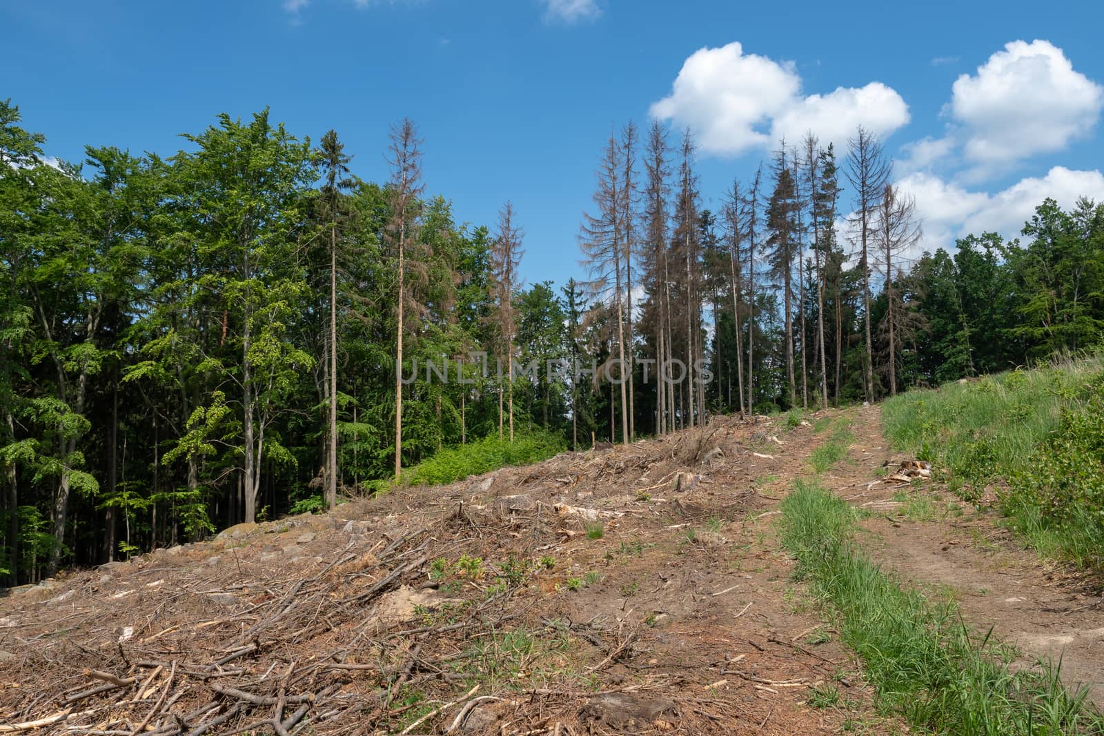 Road through dead trees. European spruce bark beetle attacked trees in the forest.