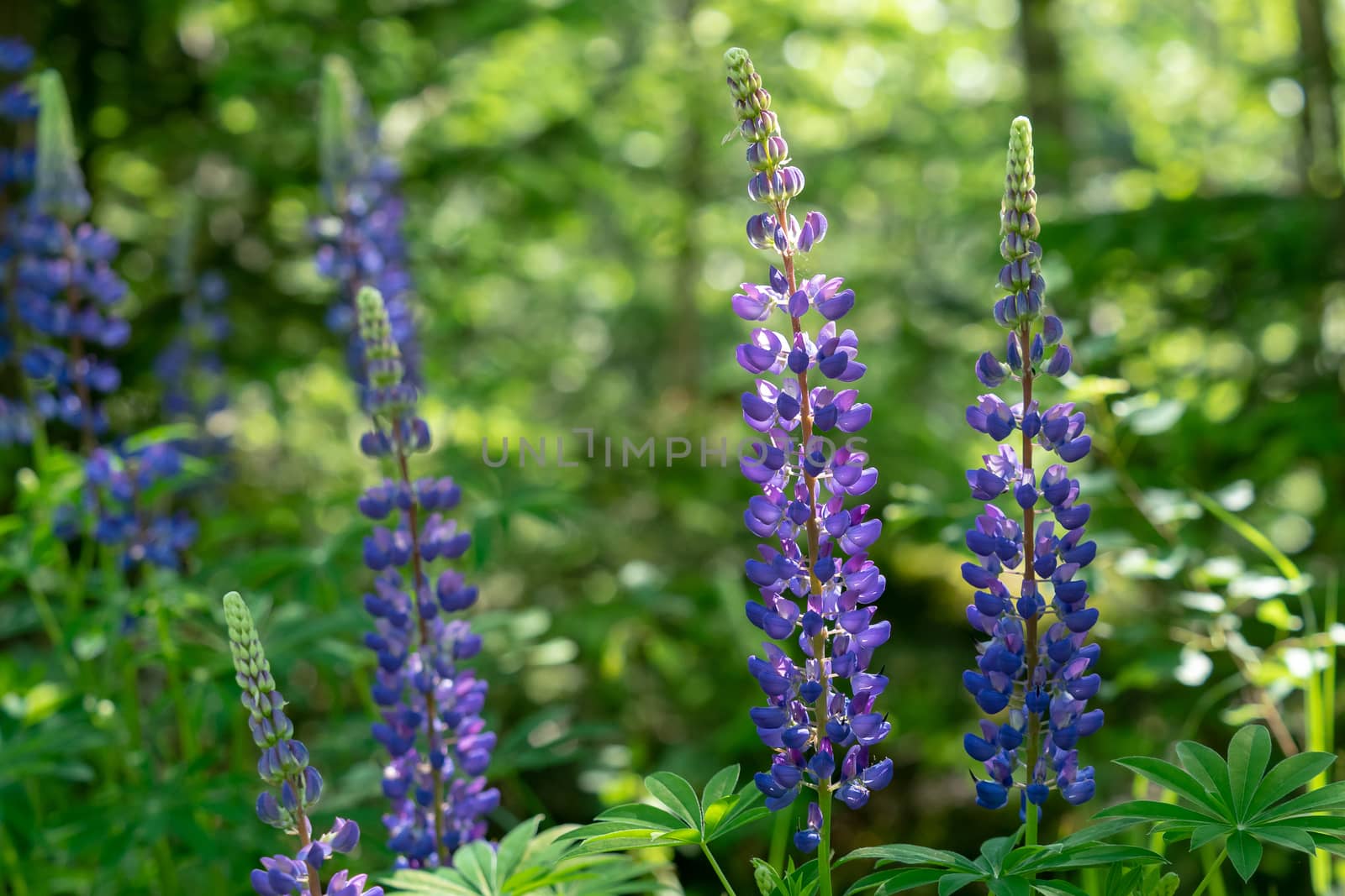 Blue lupines flowering in the meadow by xtrekx