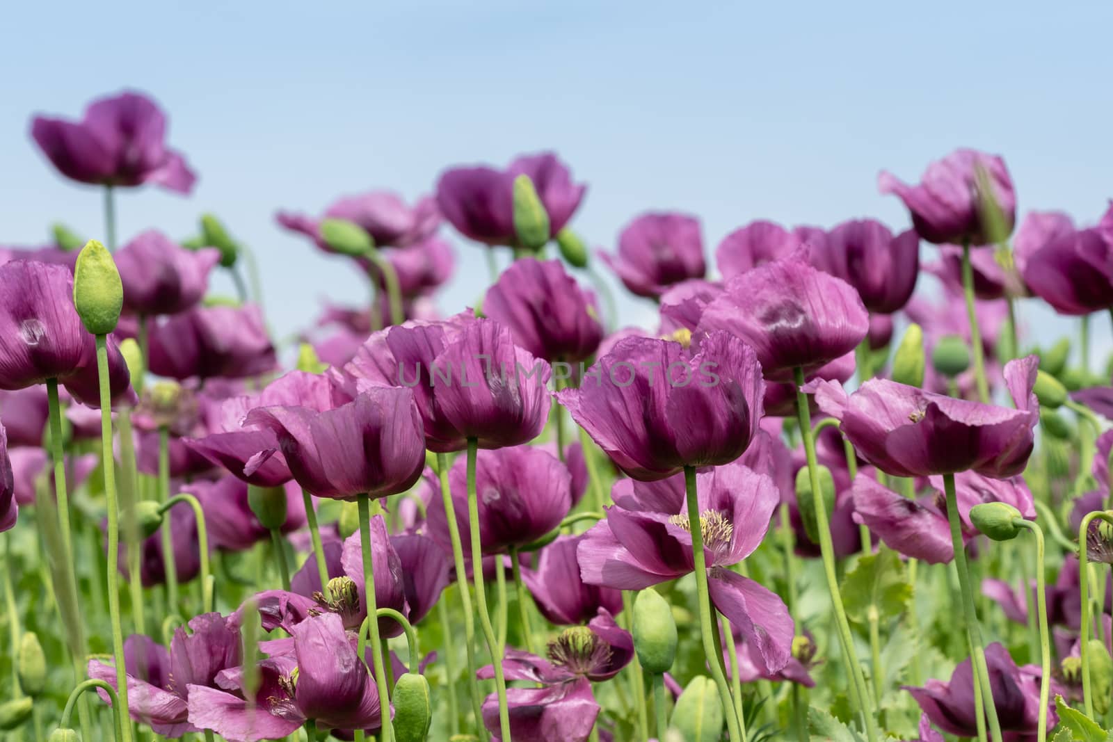 Purple poppy blossoms in a field. (Papaver somniferum).