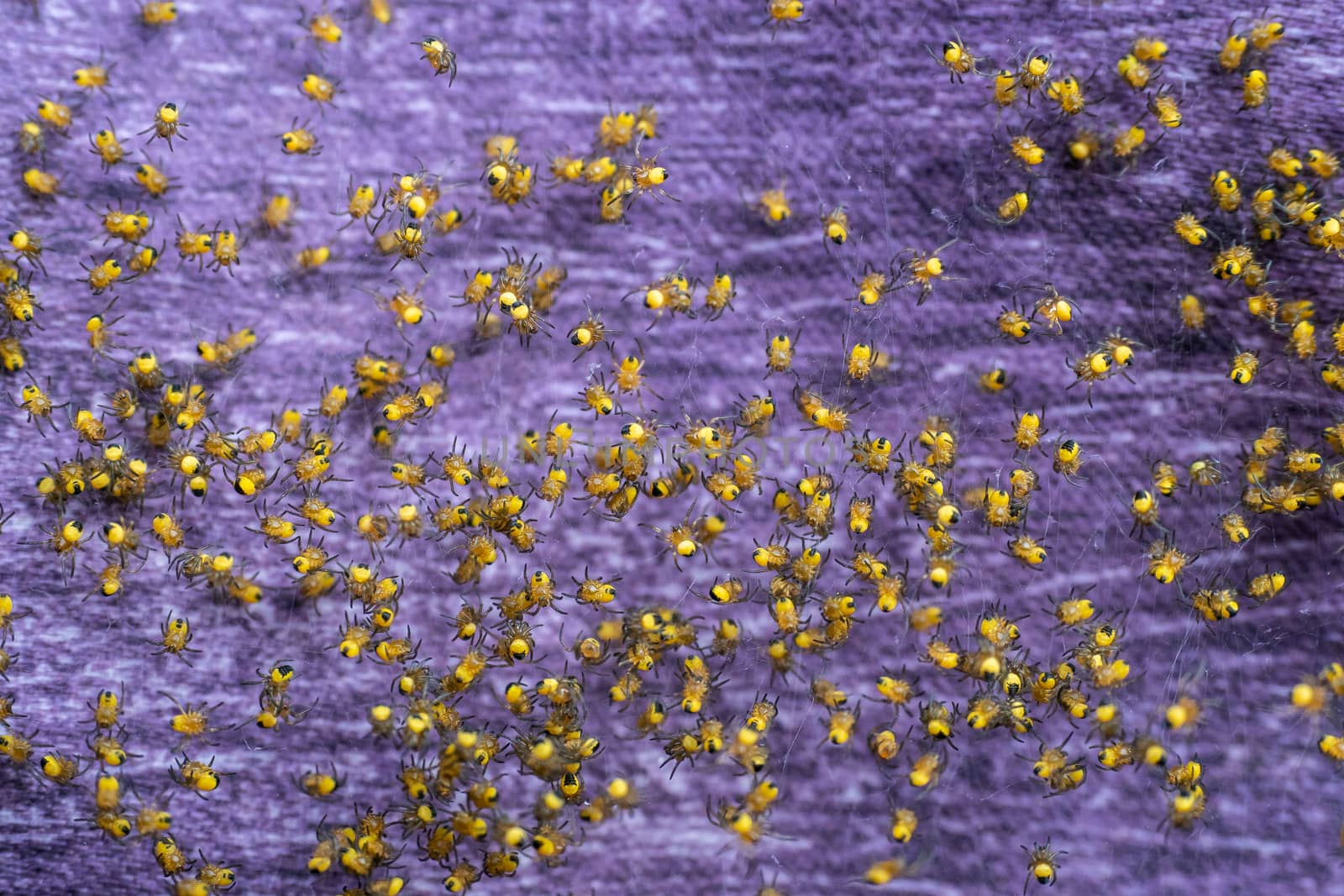 Colony of newborn spiders. A bundle of Araneus diadematus spiderlings.