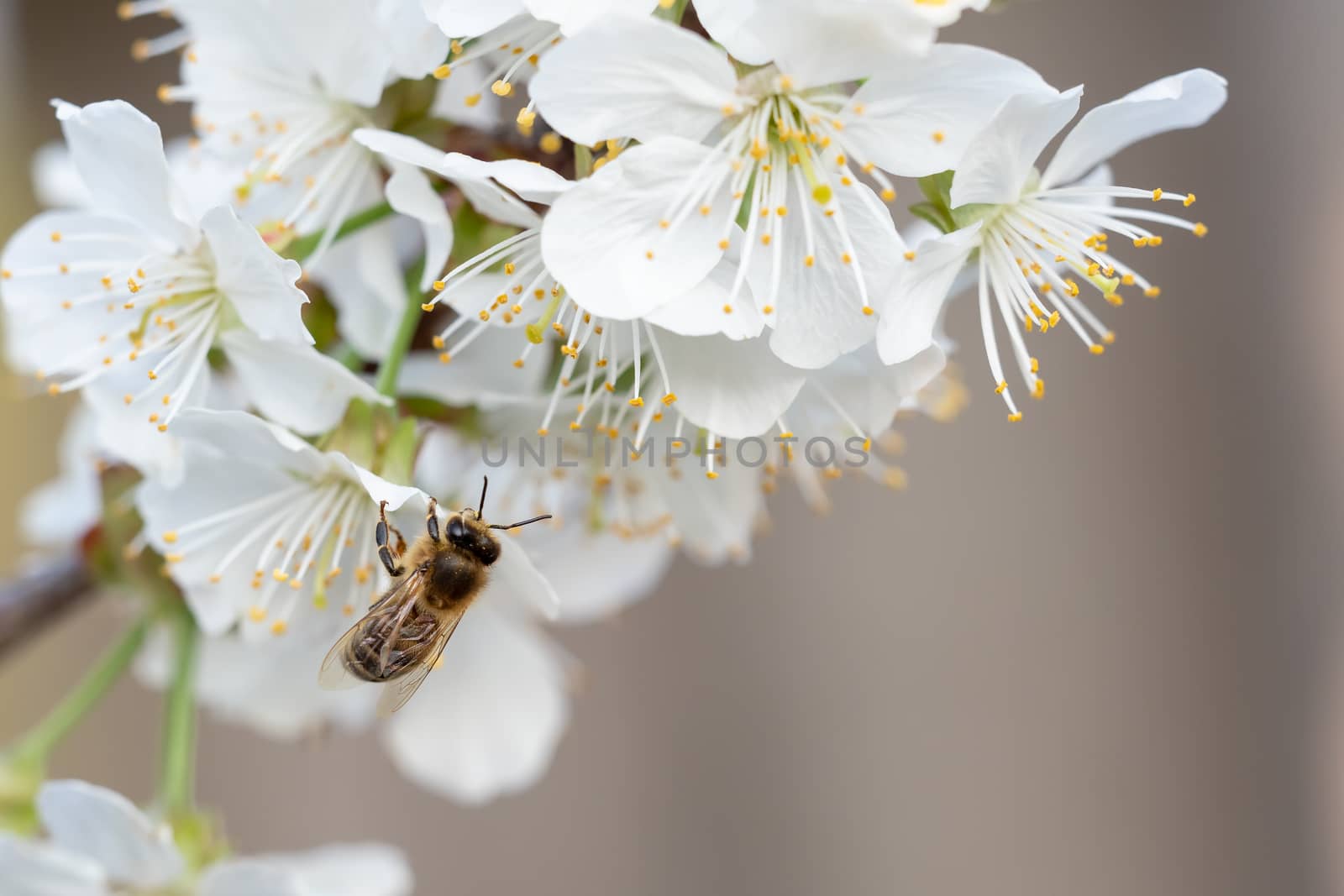 Bee on a cherry blossoms. Spring floral background. Cherry flowers blossoming in the springtime.