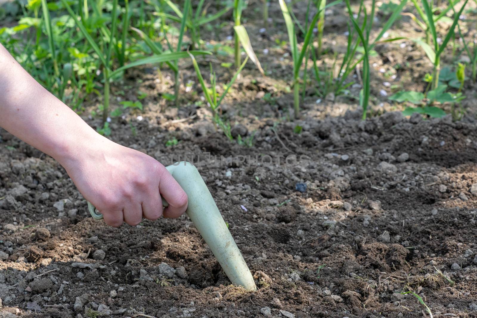Hand works the soil with garden tool. Small gardening work tool in the vegetable garden. Spring gardening.