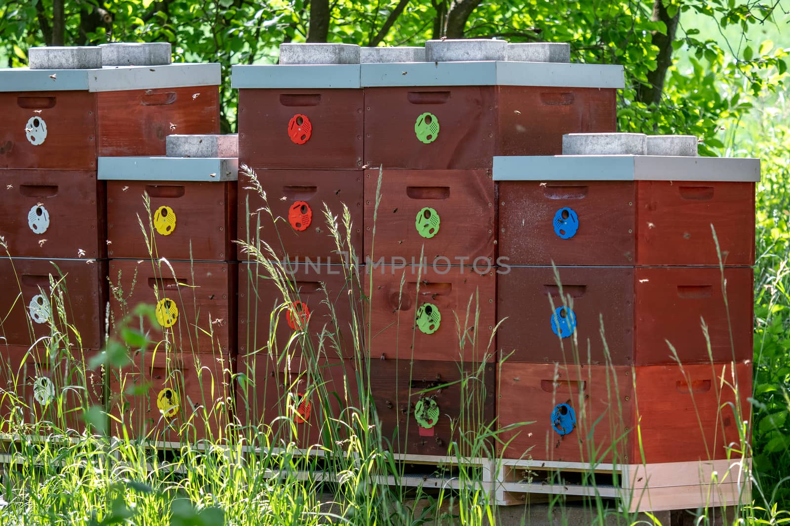 Wooden bee hives. Bee hives in nature. Beekeeping concept. by xtrekx