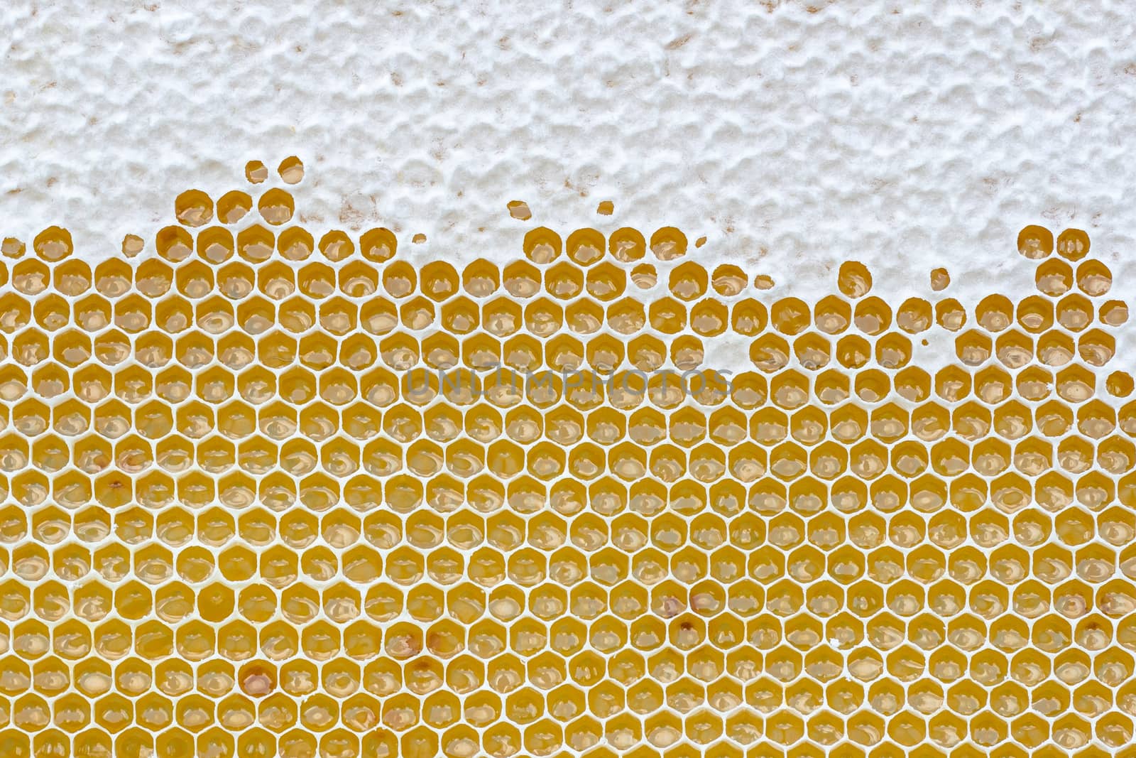 Honeycomb full of honey. Beekeeping concept by xtrekx