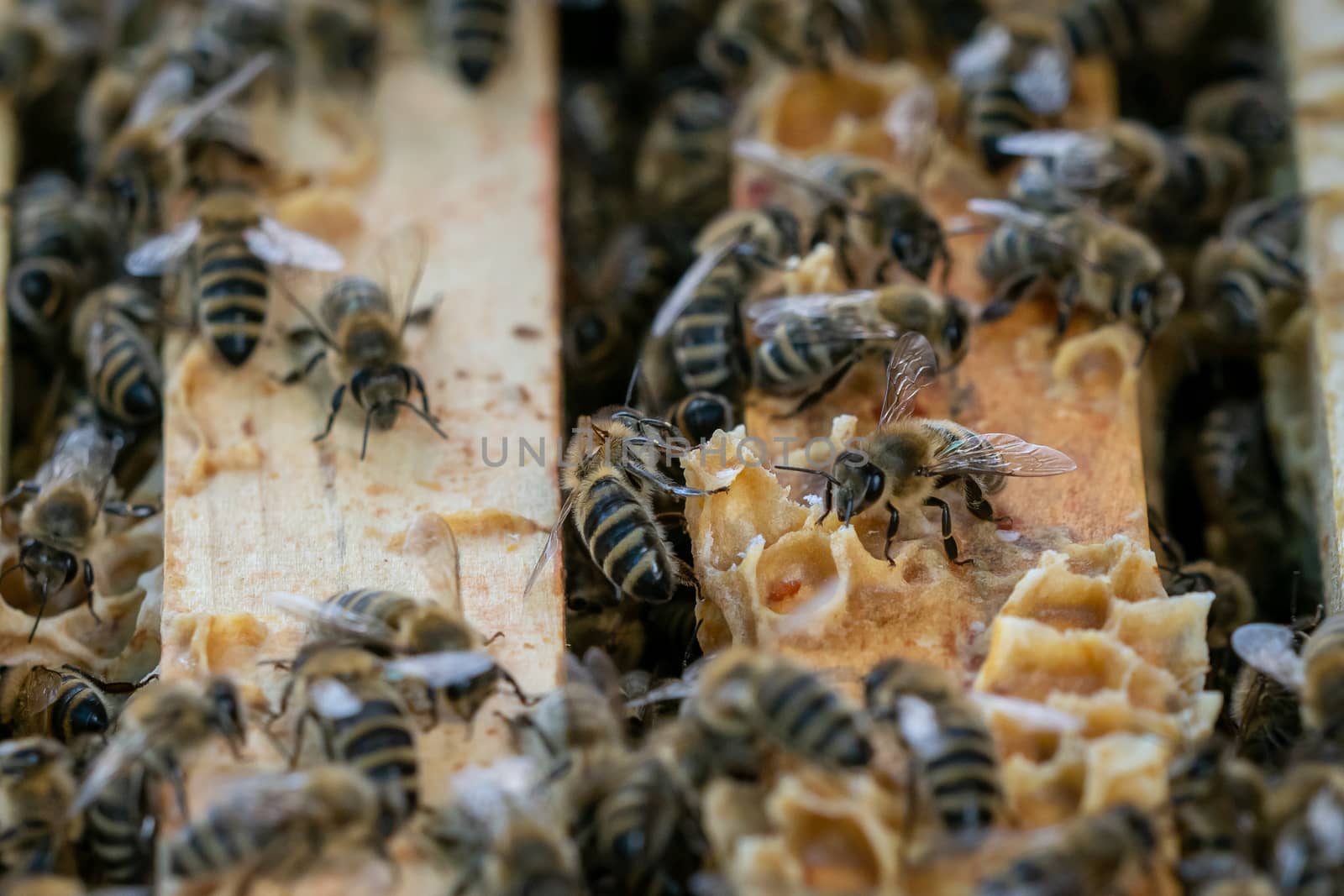 Close up view of the open hive showing the frames populated by honey bees.
Bees in honeycomb.