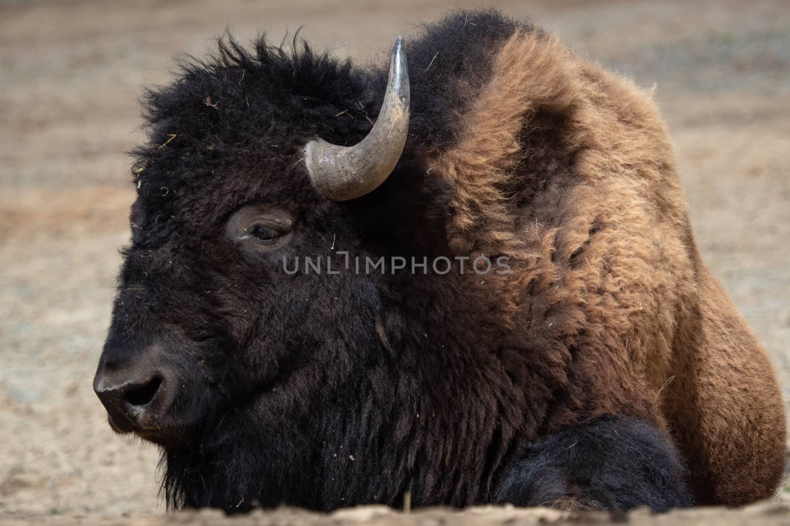 American bison (Bison bison) resting