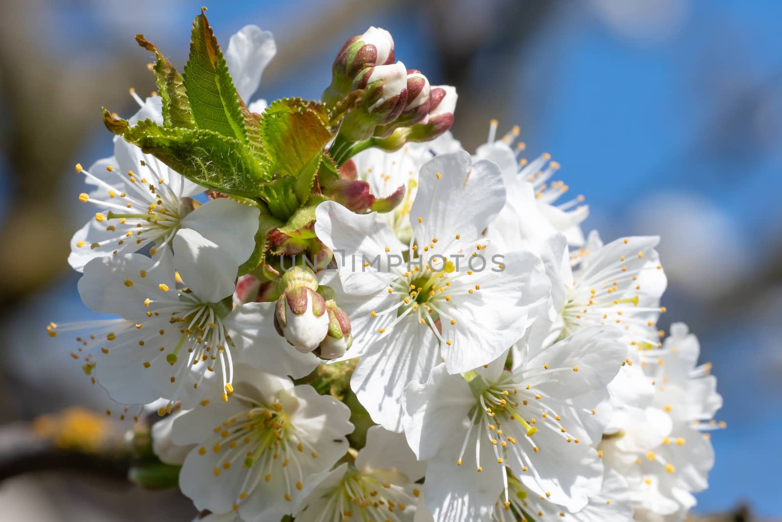 Spring blossom cherry tree flowers and blue sky