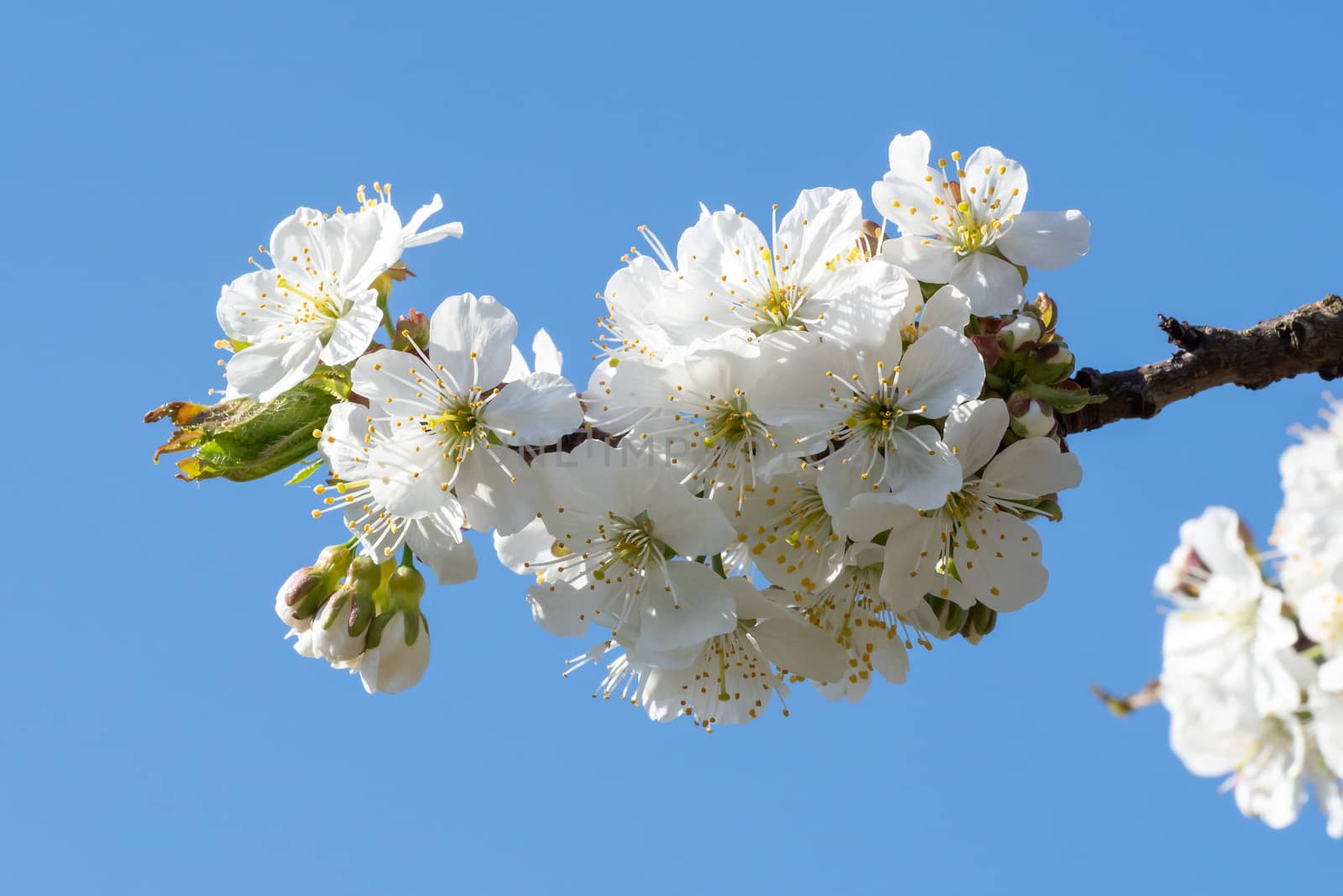 Spring blossom cherry tree flowers and blue sky by xtrekx