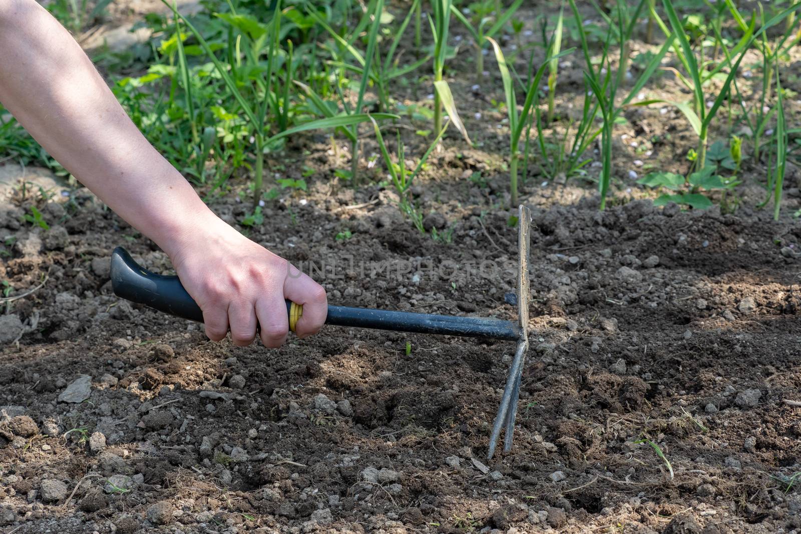 Hand works the soil with tool. Small gardening work tool fork in brown composted soil. Woman's hand working the soil.