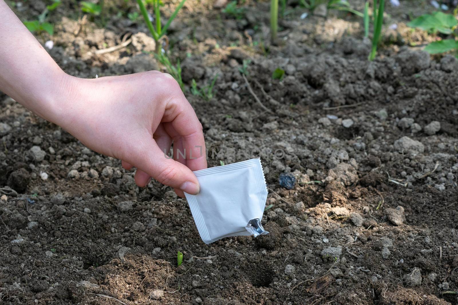 Hands sowing seeds into the soil in the vegetable garden. Spring gardening.
