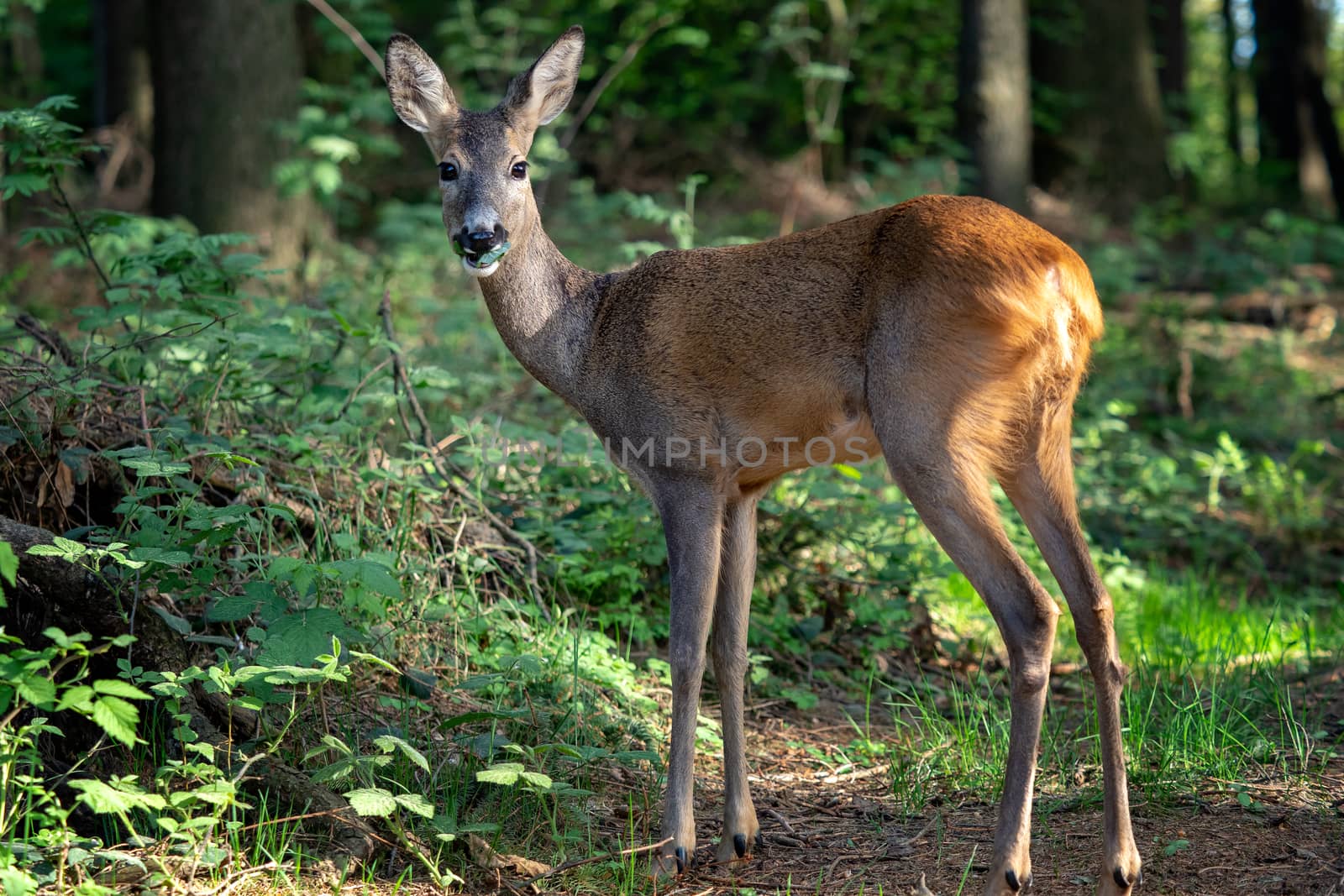 Roe deer in forest, Capreolus capreolus. Wild roe deer in nature by xtrekx