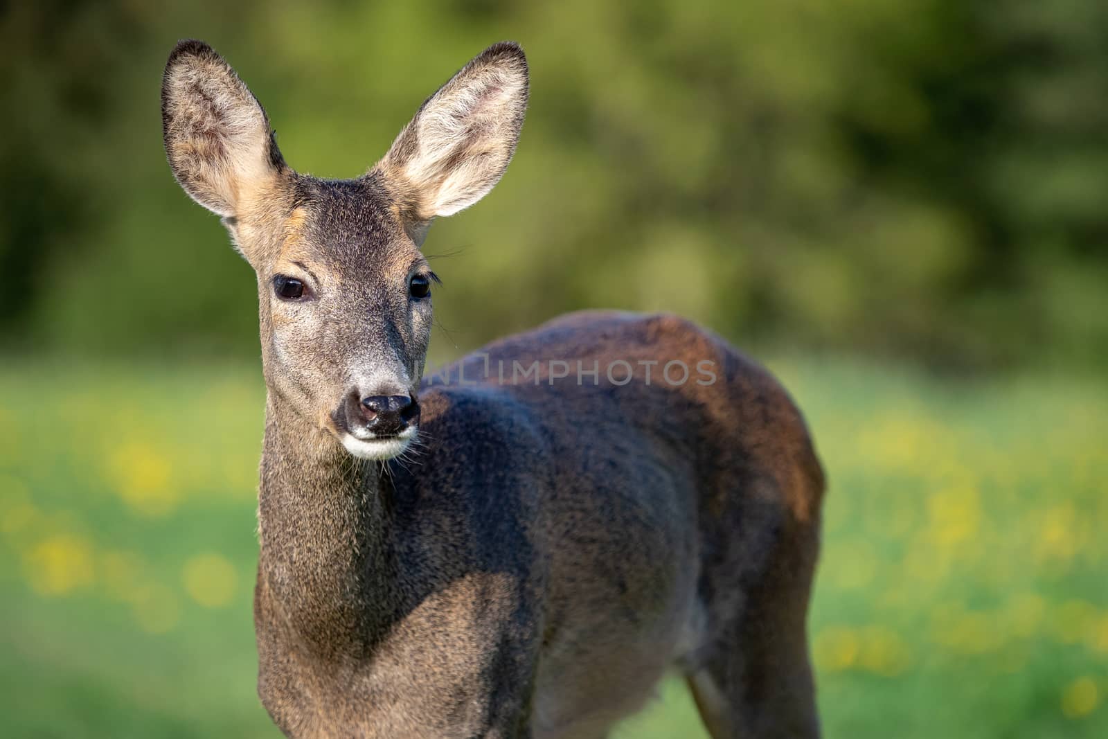 Roe deer in grass, Capreolus capreolus. Wild roe deer in spring nature.